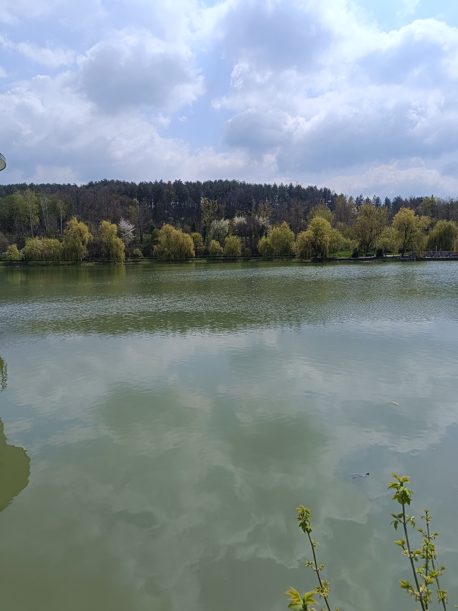 Turtle spotted swimming in reflective lake near Targovishte
