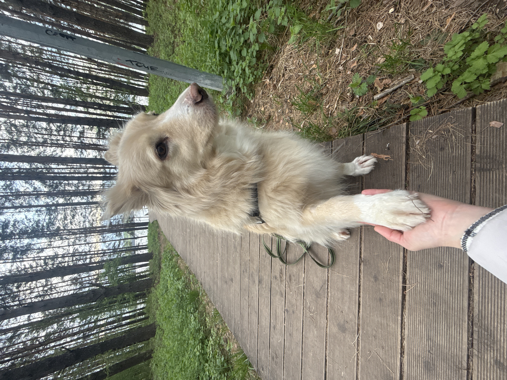 Morning routine and dog walks documented in Chaikovsky, Russia