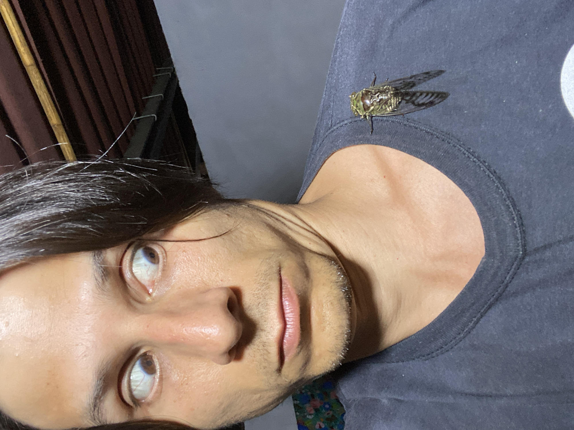 Cicada emergence documented across Venezuelan communities overnight