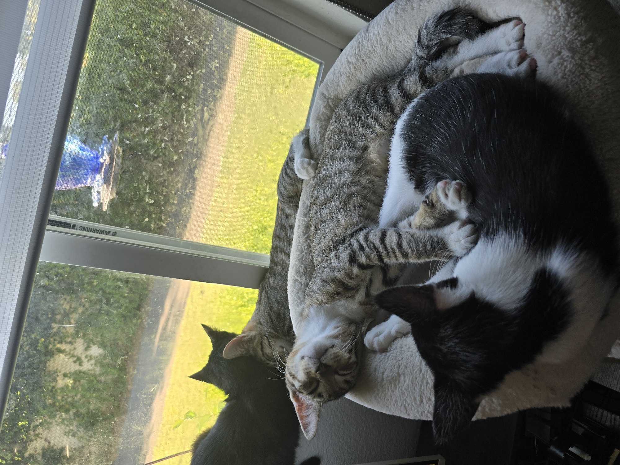 Multiple cats napping in beds and cat trees near windows