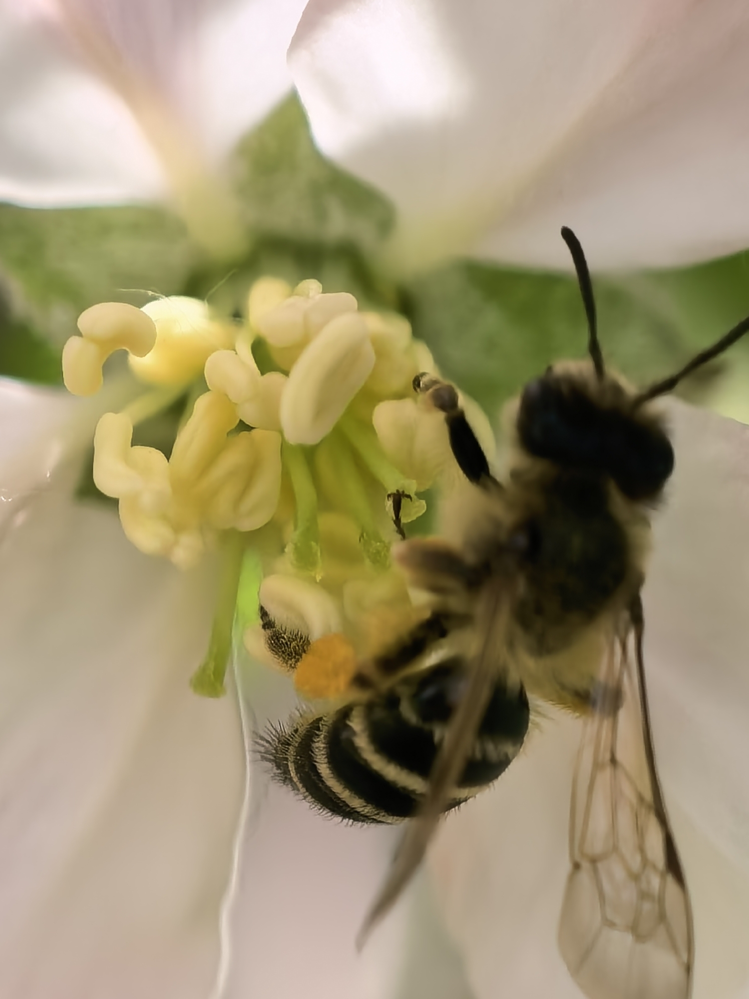 Spring wildlife and rural landscapes documented in Bulgarian countryside