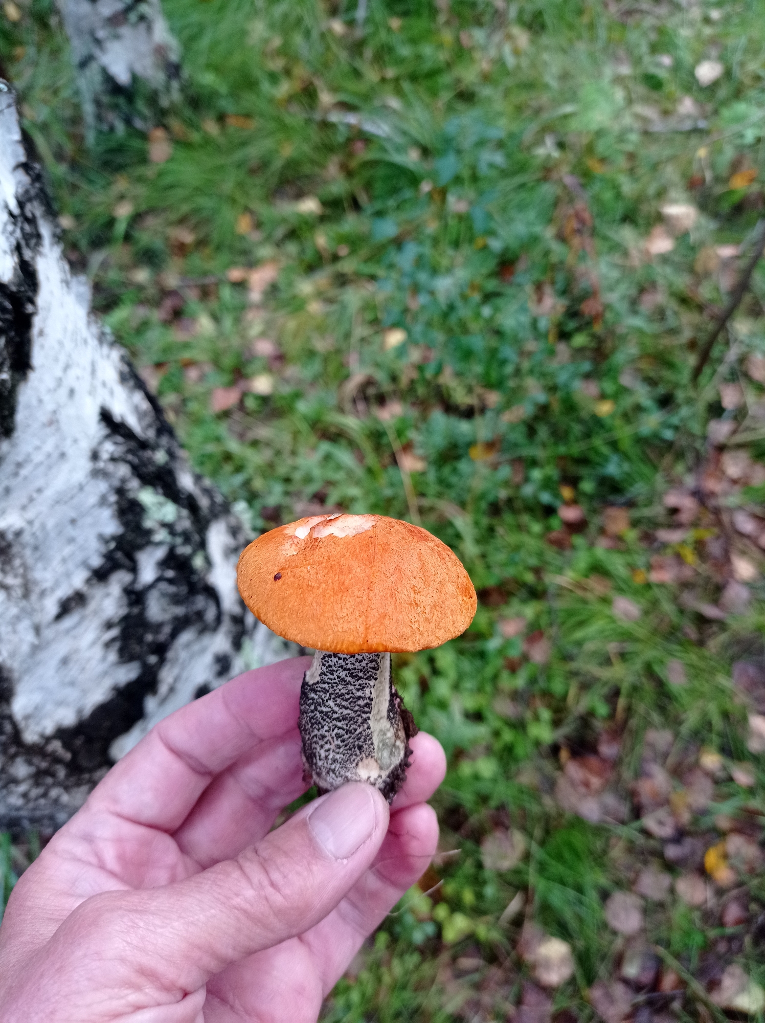 Mushroom foraging at a lakeside forest near Degtyarsk, Russia
