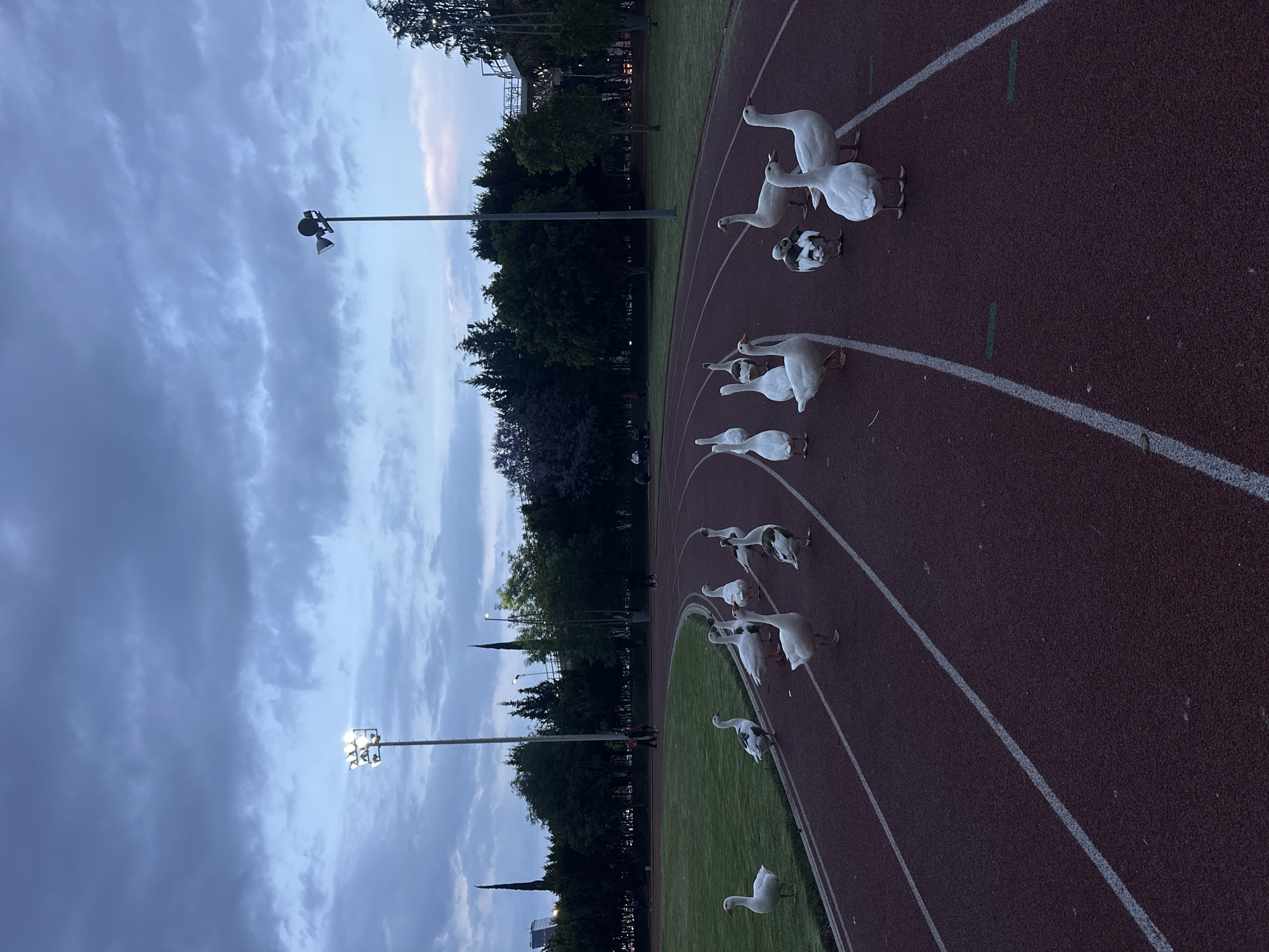 Geese stroll across running track in Puebla, Mexico