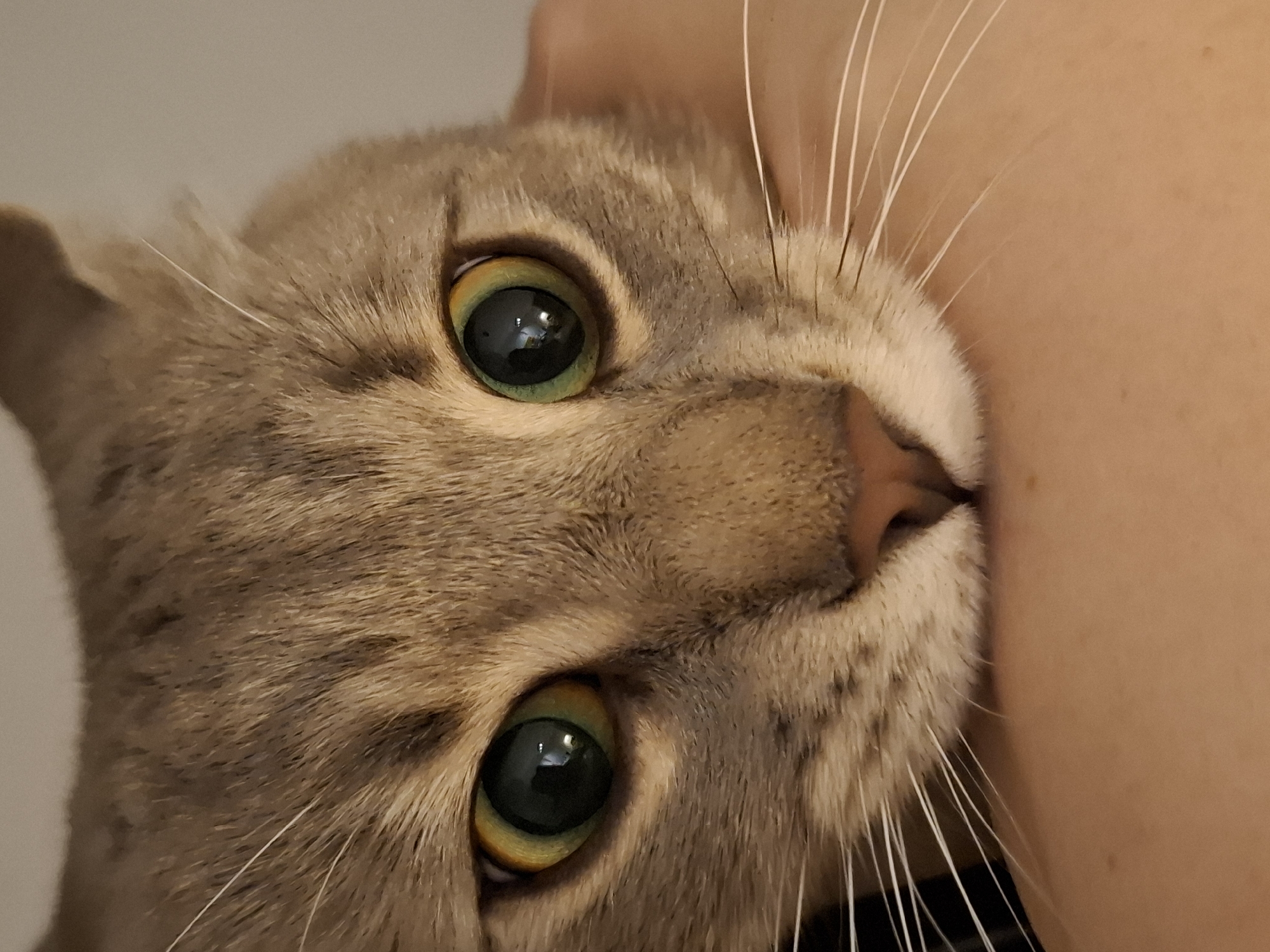 Tabby cat at home, caught in a few casual moments