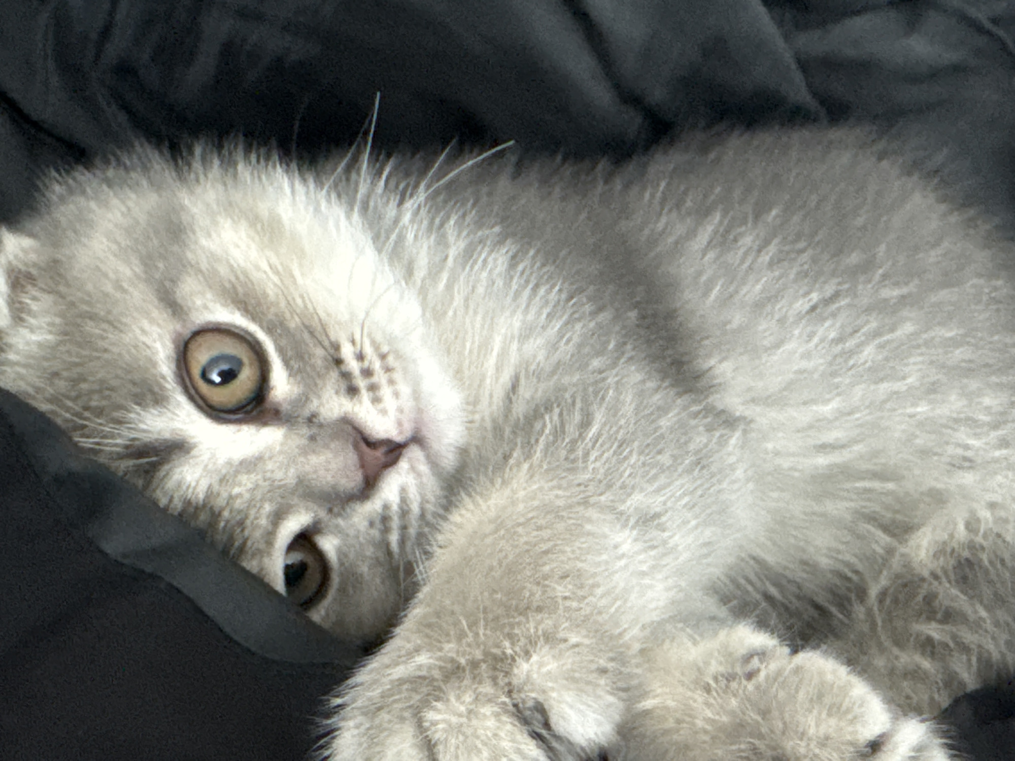 Scottish Fold kitten photographed in various poses in Strasbourg