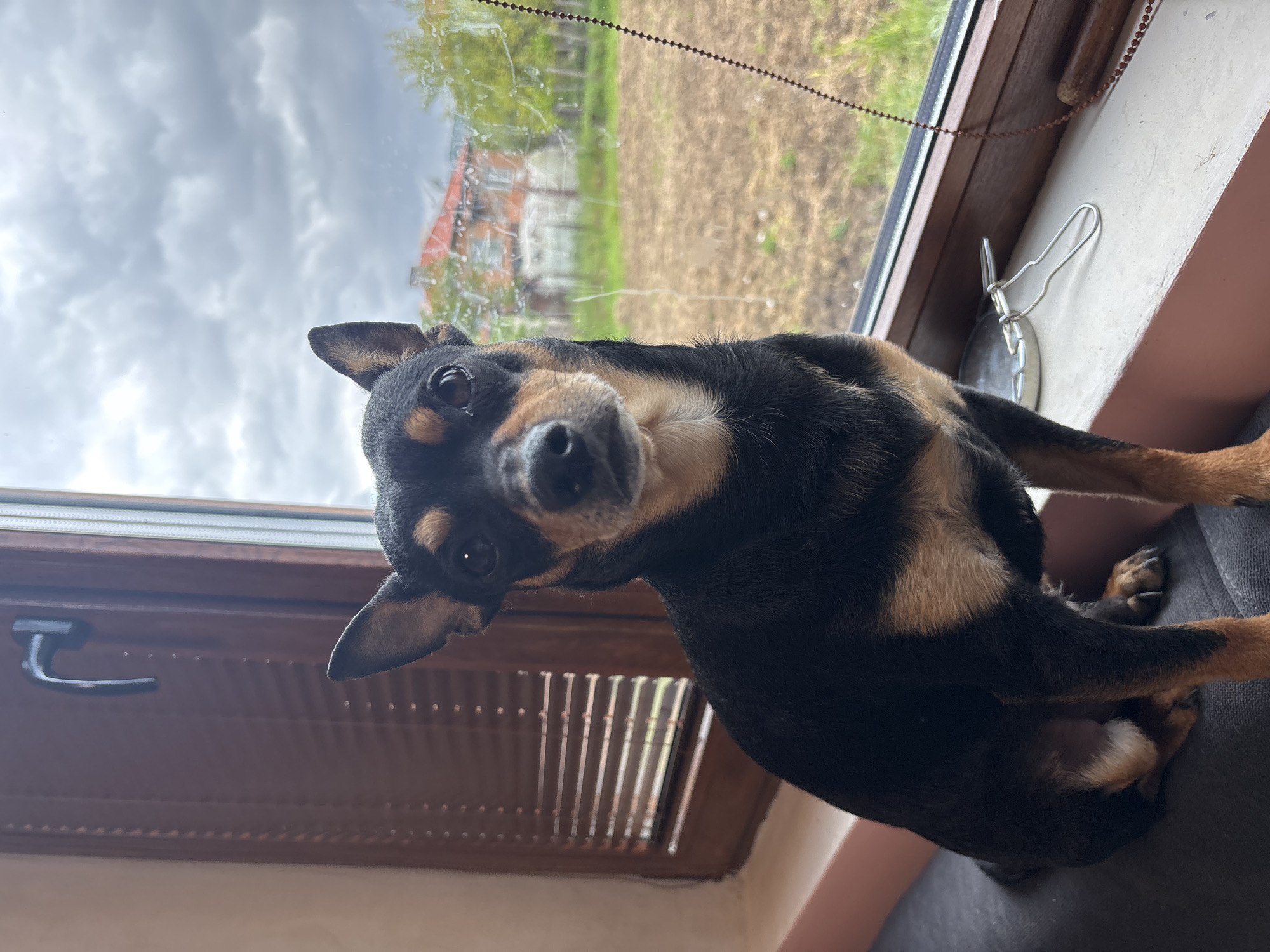 Domestic dogs captured in quiet afternoon moments in Bulgarian home