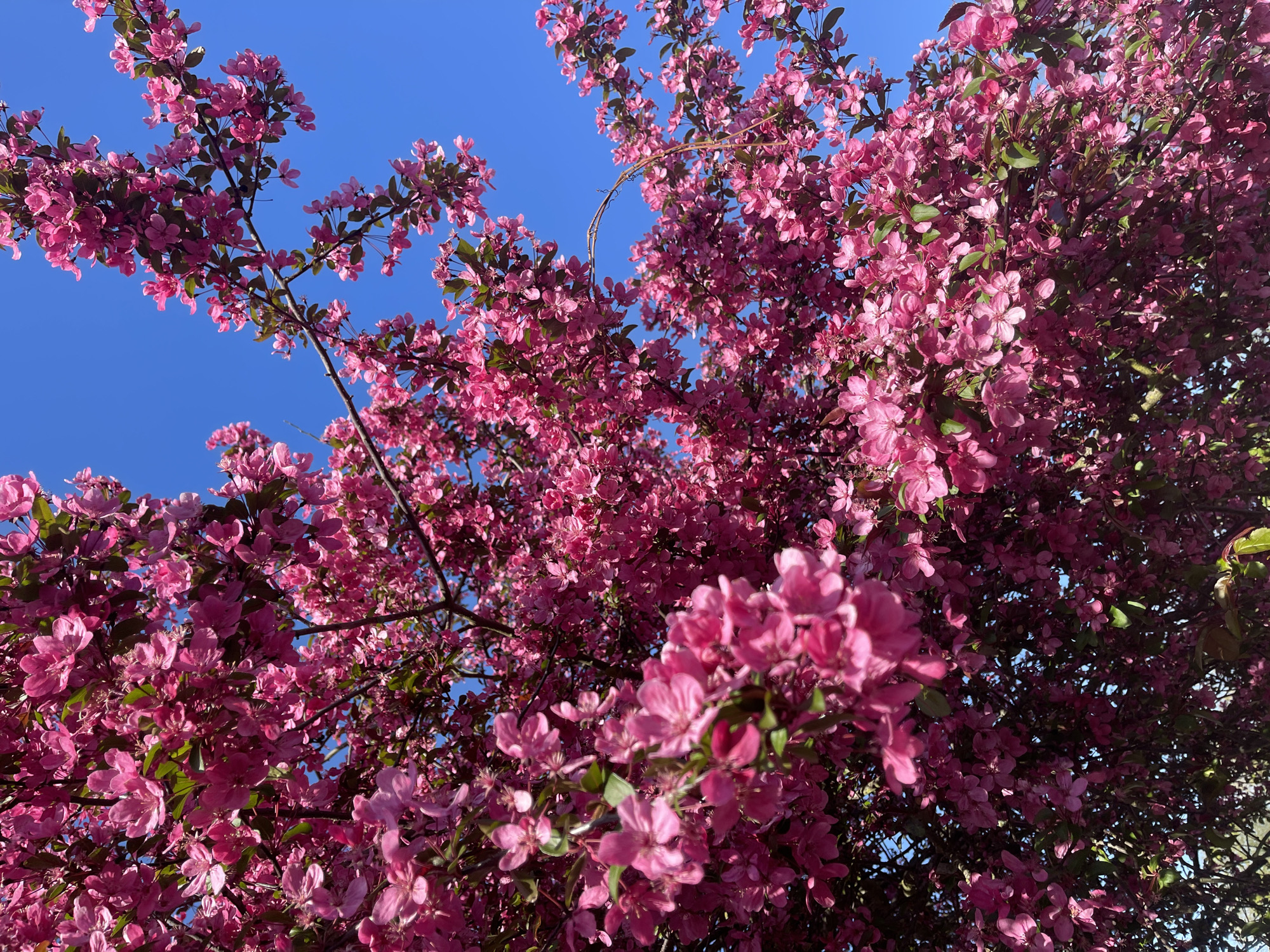 Pink flowering tree blooms captured against blue sky in Maidstone