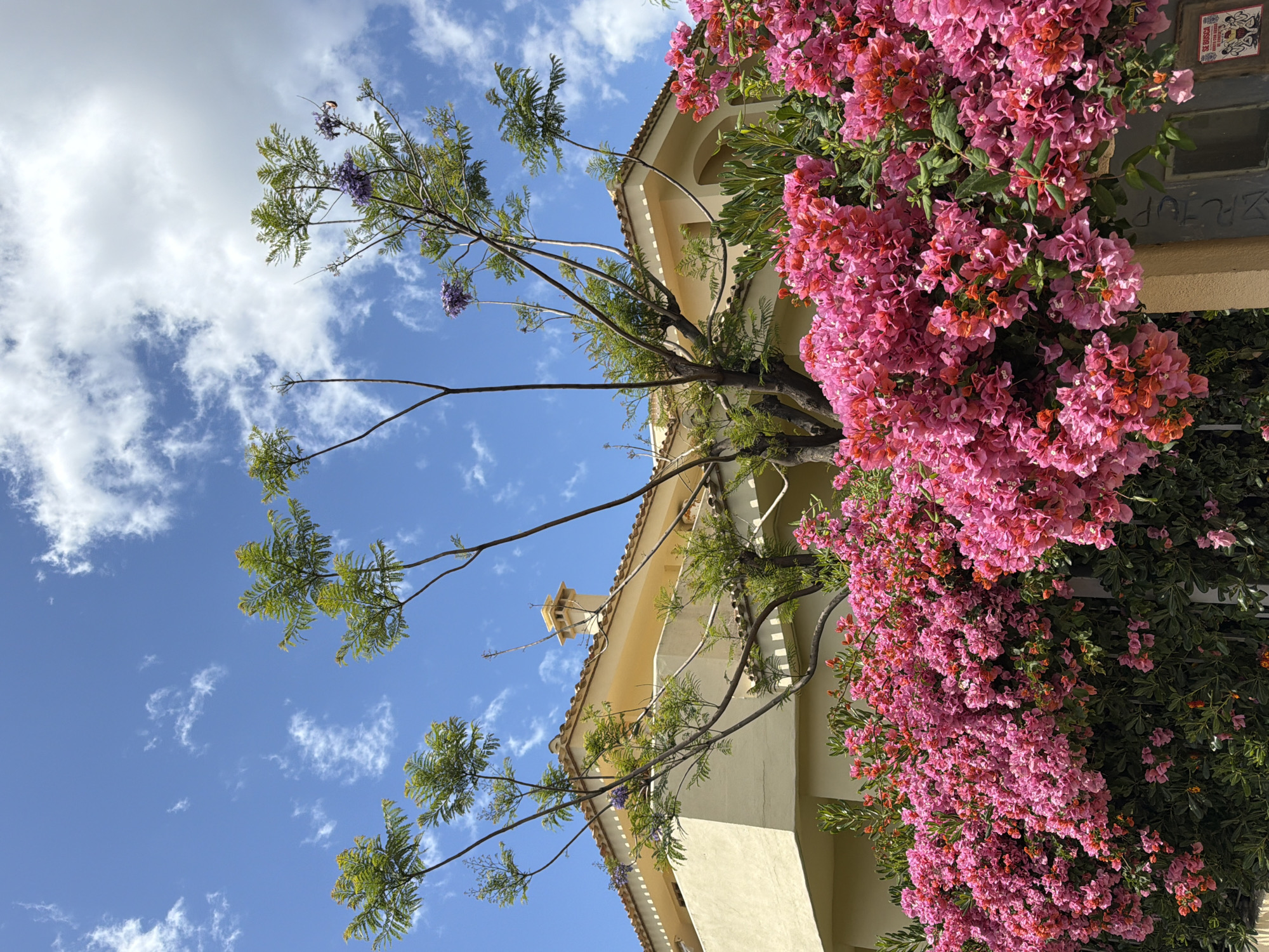 Witness documents coastal Benalmádena scenes during morning walkabout