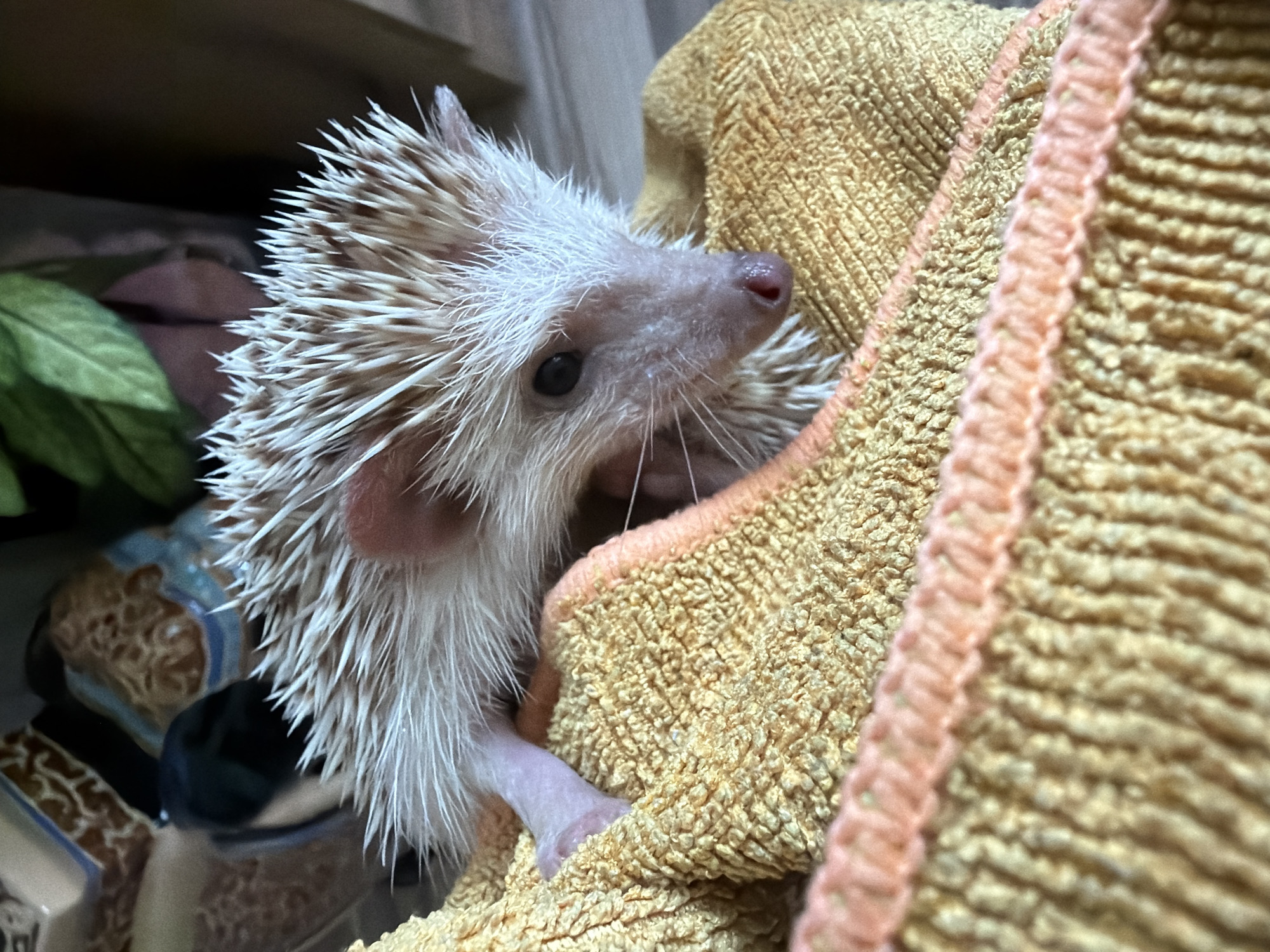 Pet hedgehog bathing and care documented in Sofia