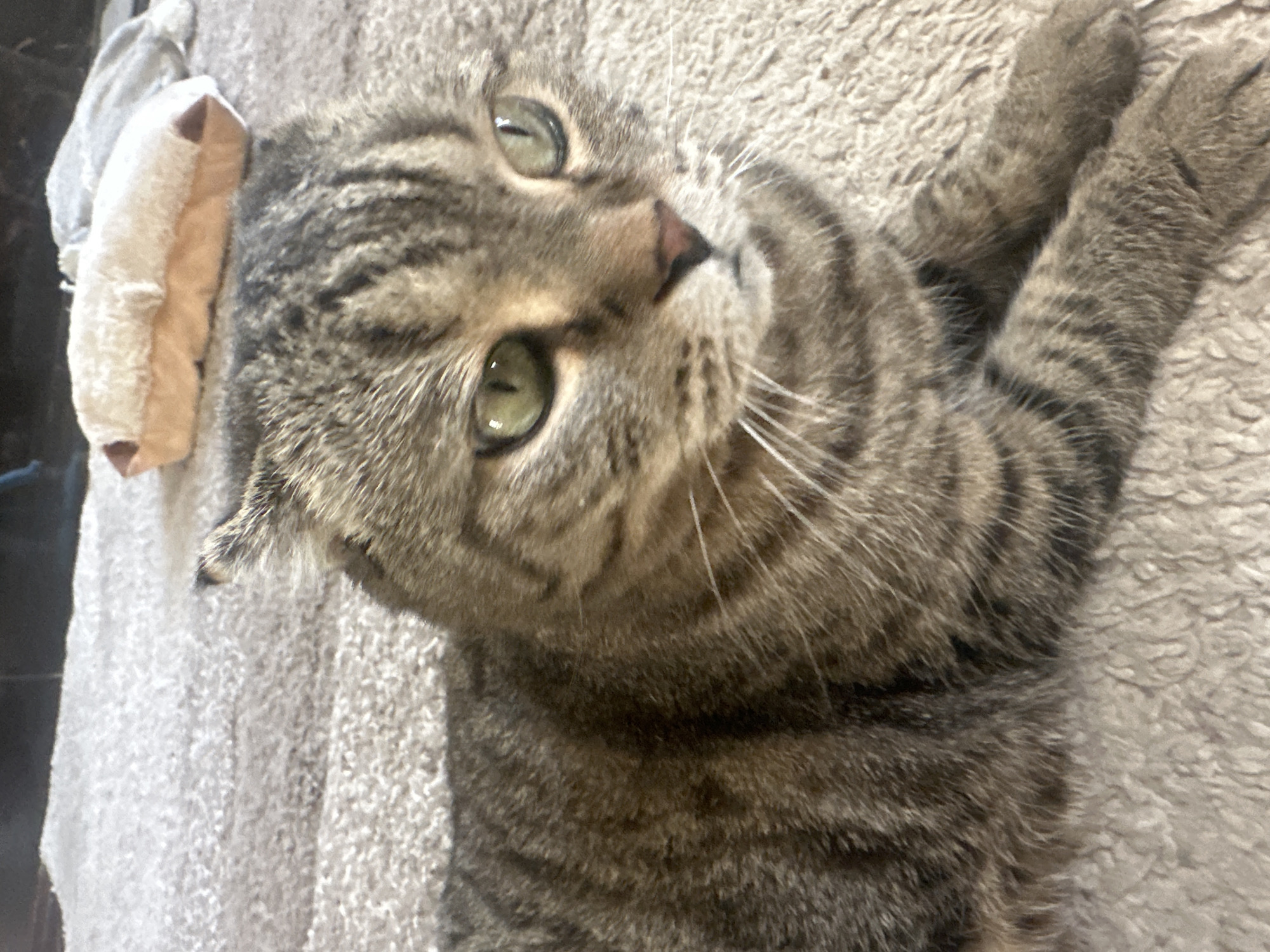 Tabby cat at rest on a beige carpet in Virki