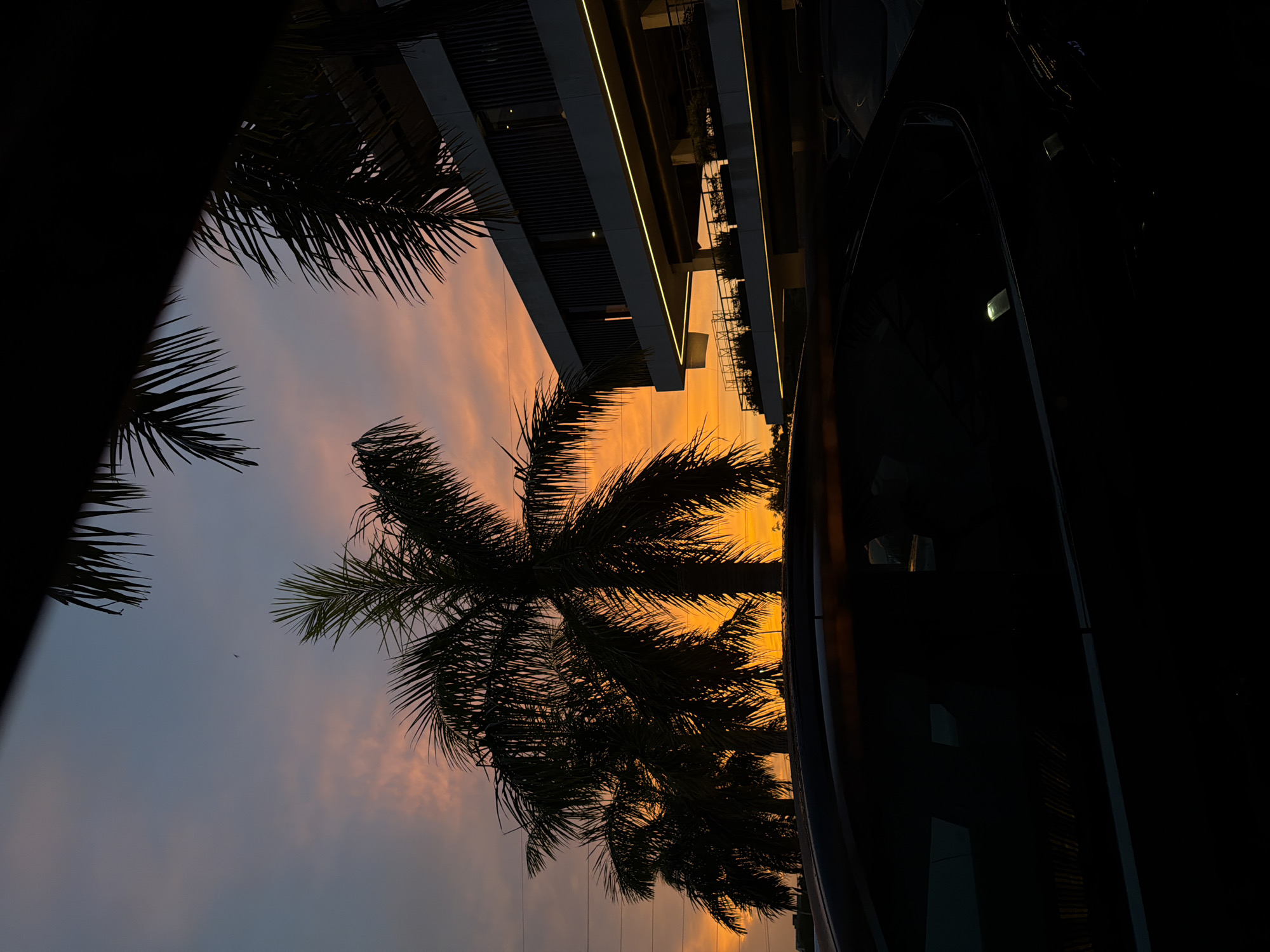 Cancún sunset, palm silhouettes and fading sky