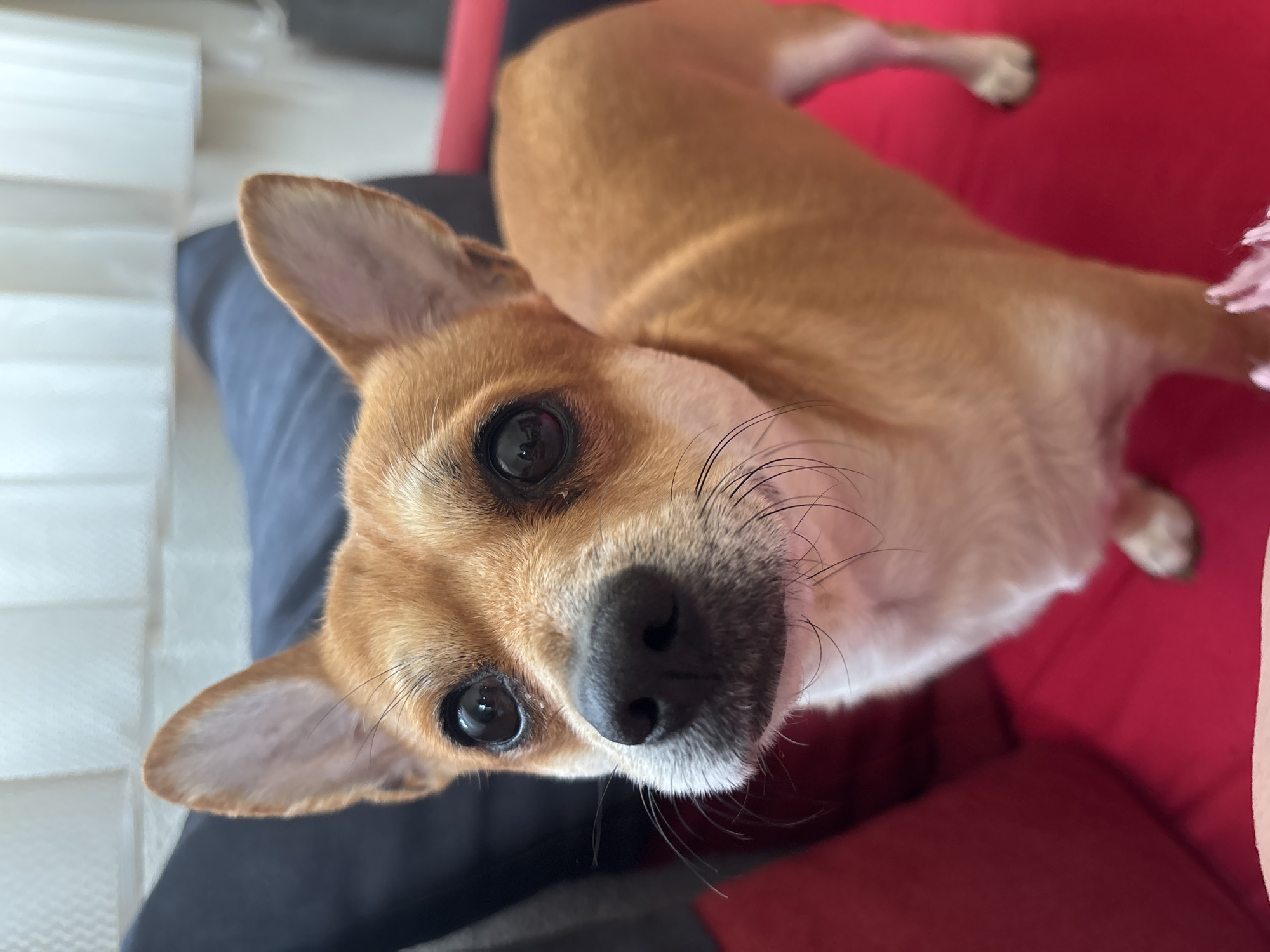 Small dog photographed in various poses during quiet morning