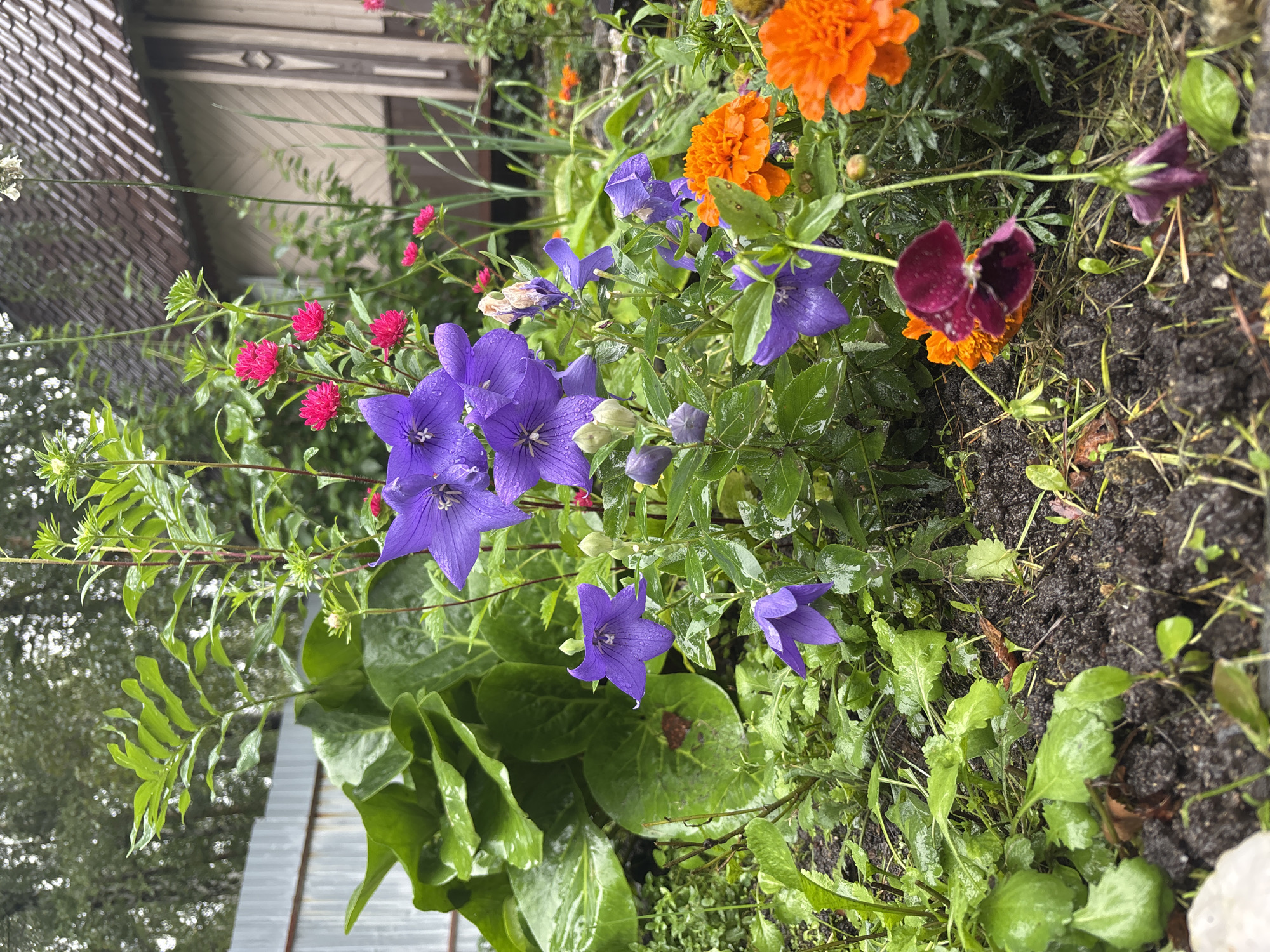 Rain-soaked backyard garden with flowers, stork decor, and hanging chair