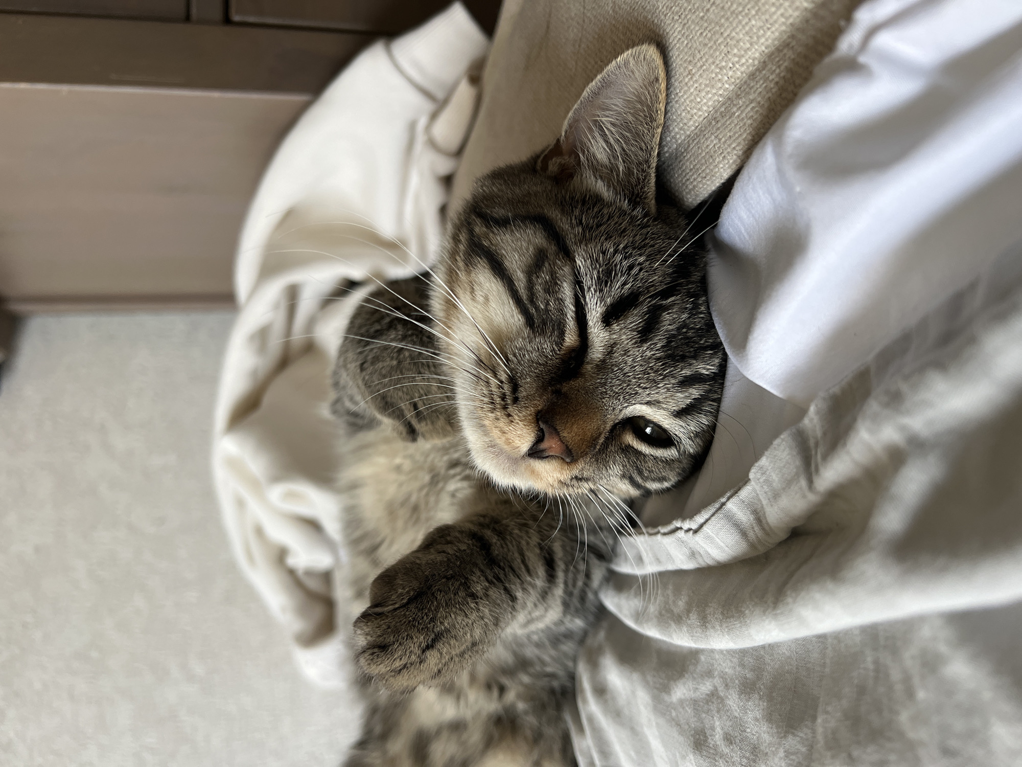 Tabby cat napping on white bedding, Genemuiden