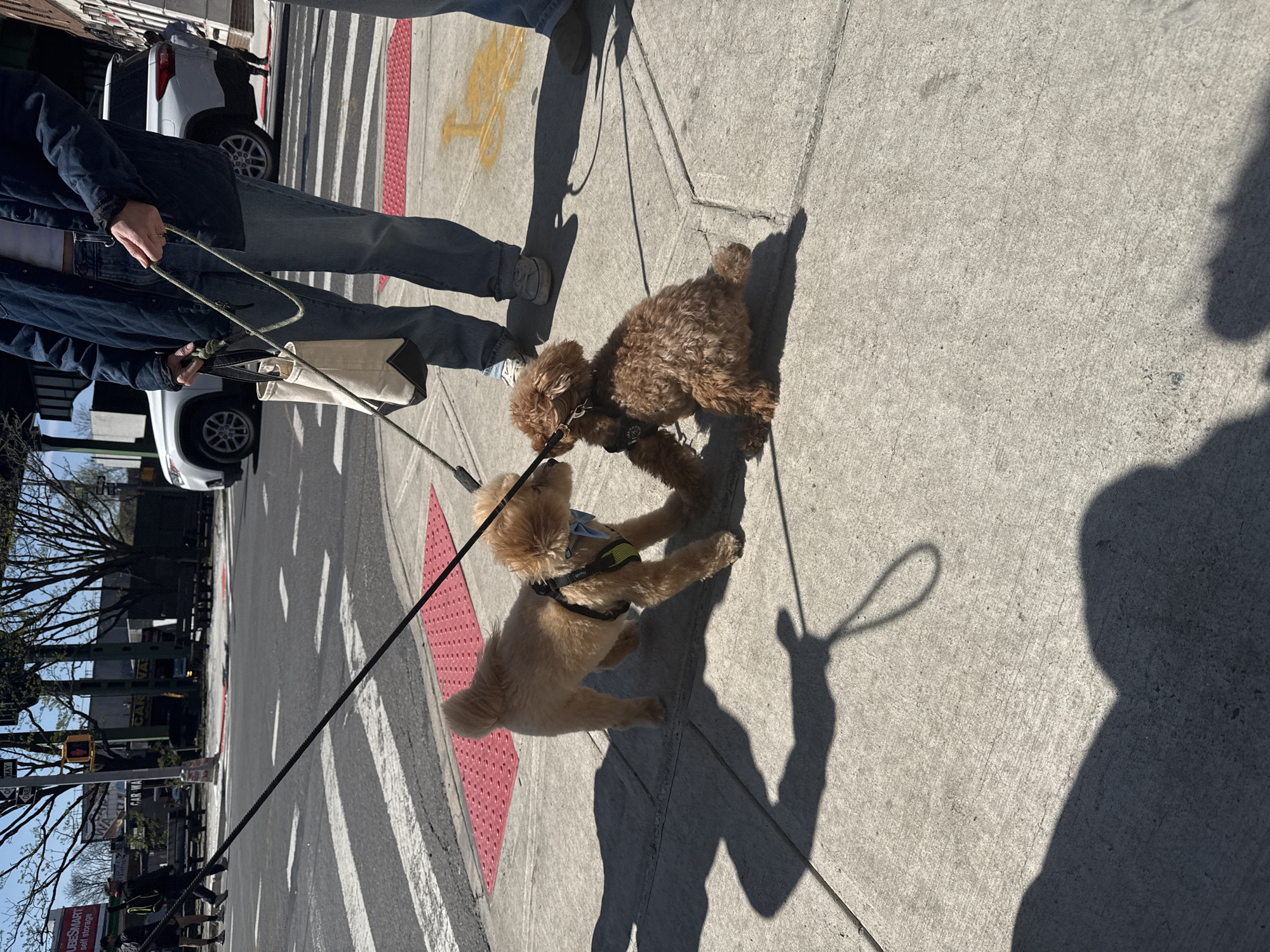 Two poodles meet on NYC sidewalk