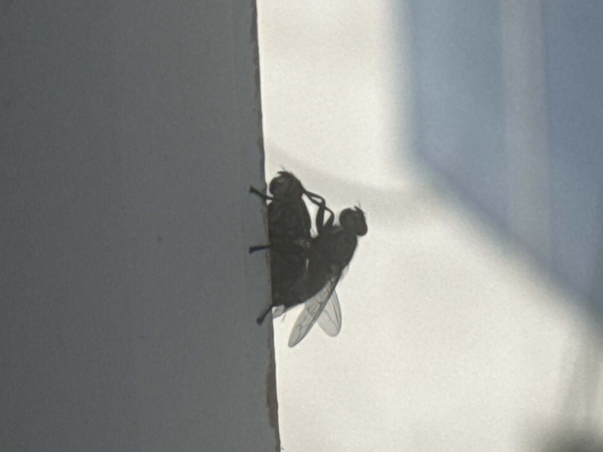 Flies observed mating on building in Bat Yam, Israel