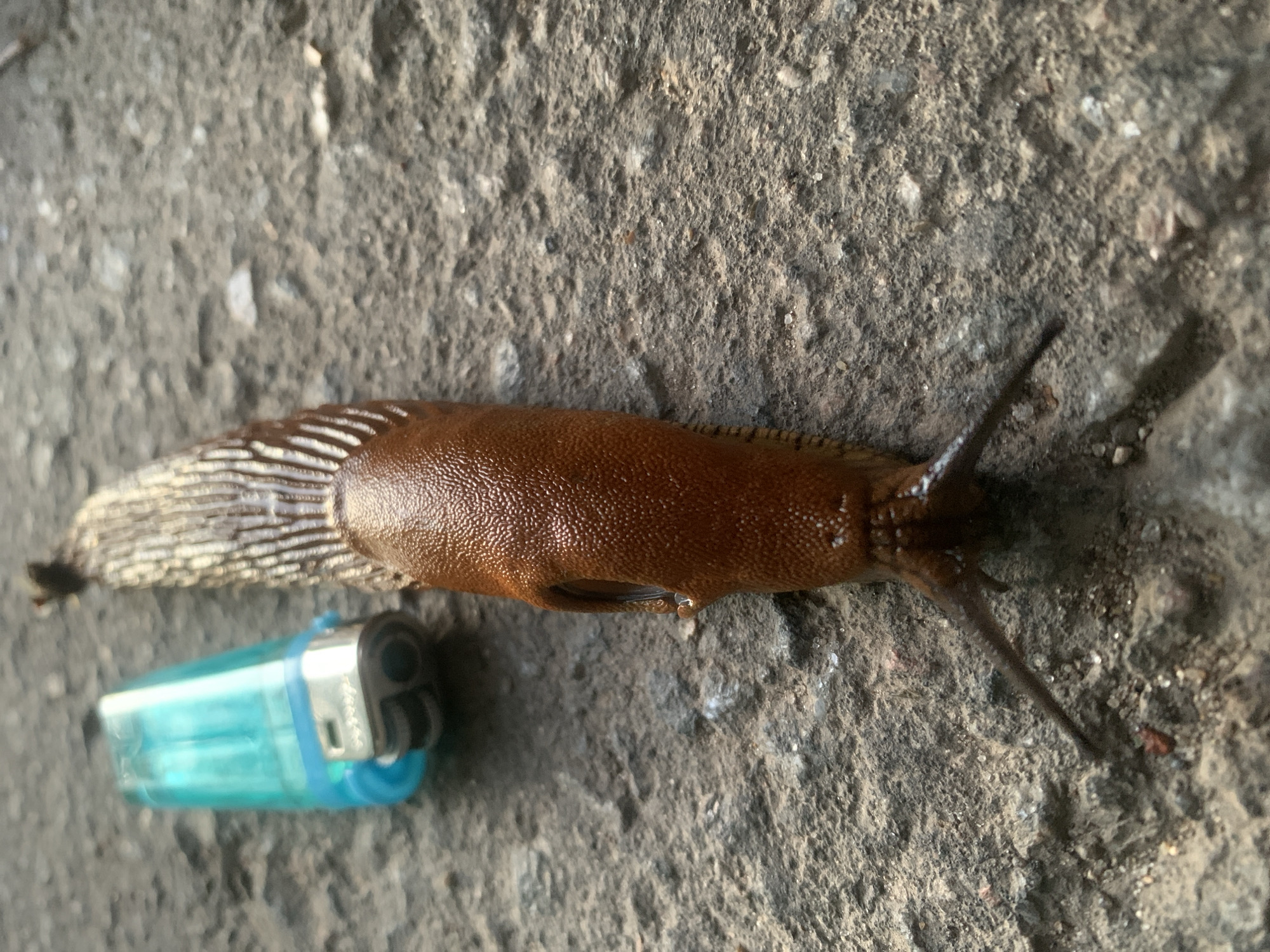 Kittens, slugs, and a sunset evening in Klin, Russia