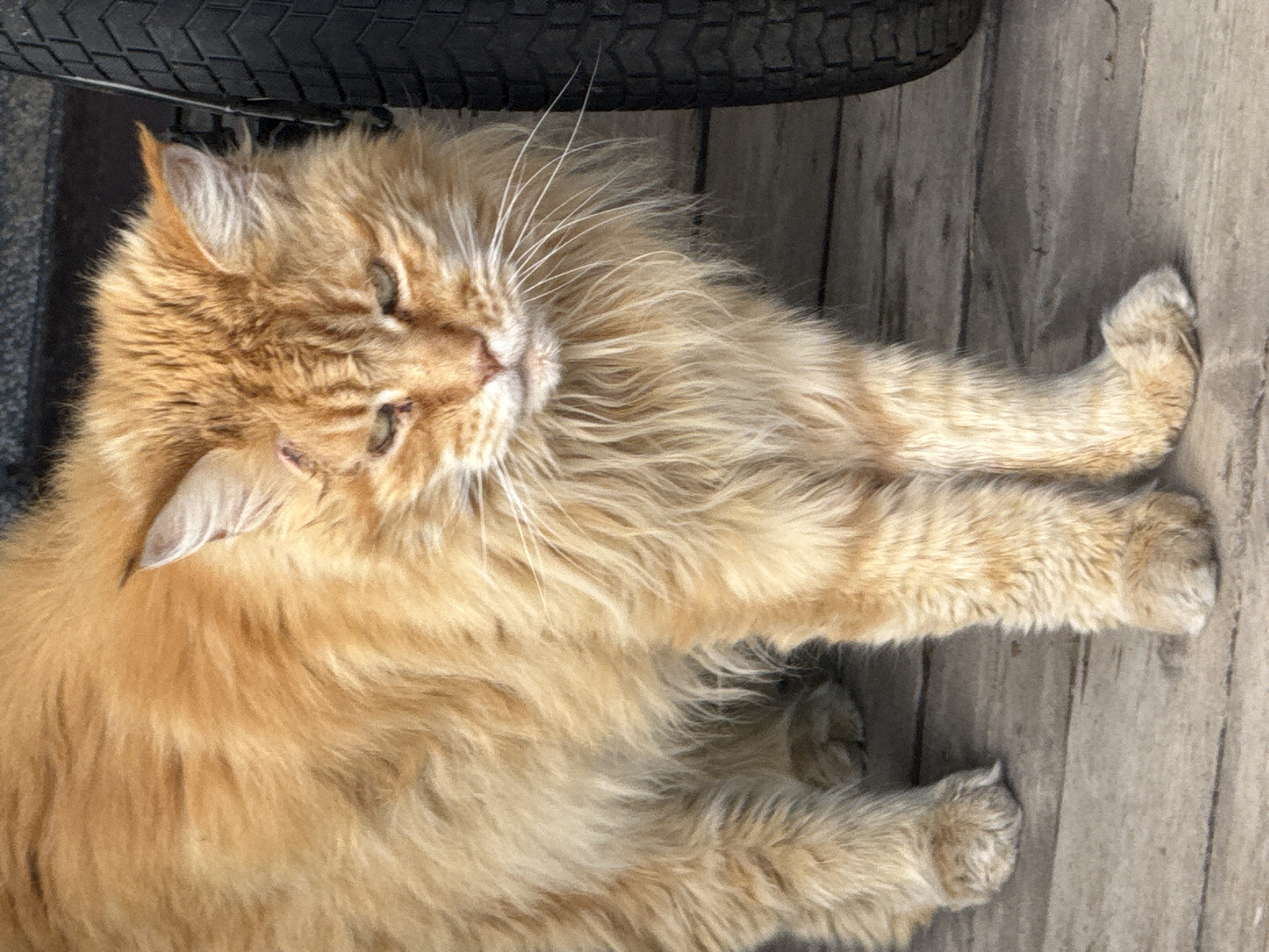 Witness documents cats, garden life in Votkinsk, Russia