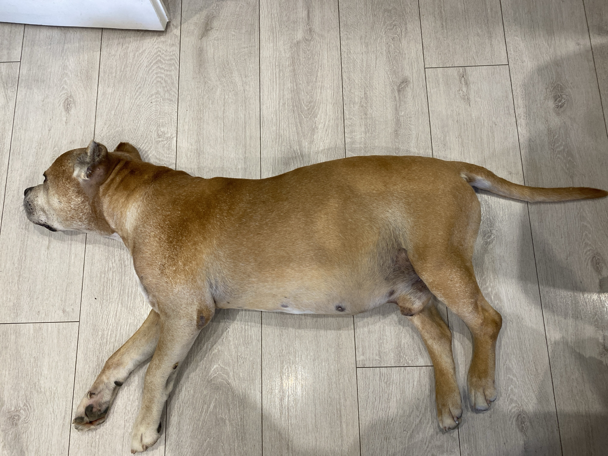 Dog lounging and getting treats at home in Pleven
