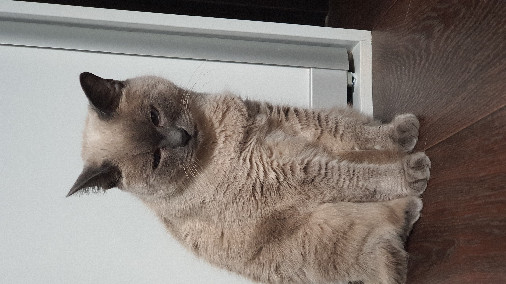 Siamese cat at home in Krasnoyarsk, sitting and resting indoors.
