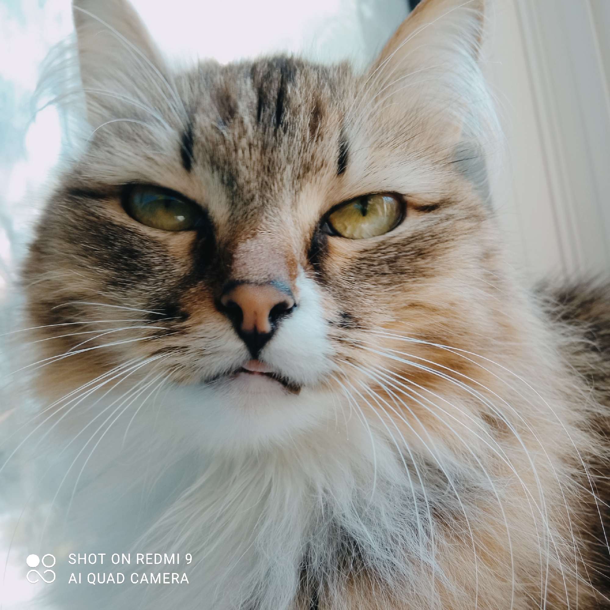 Lazy summer day in Chaikovsky: cats, walks, and blue skies