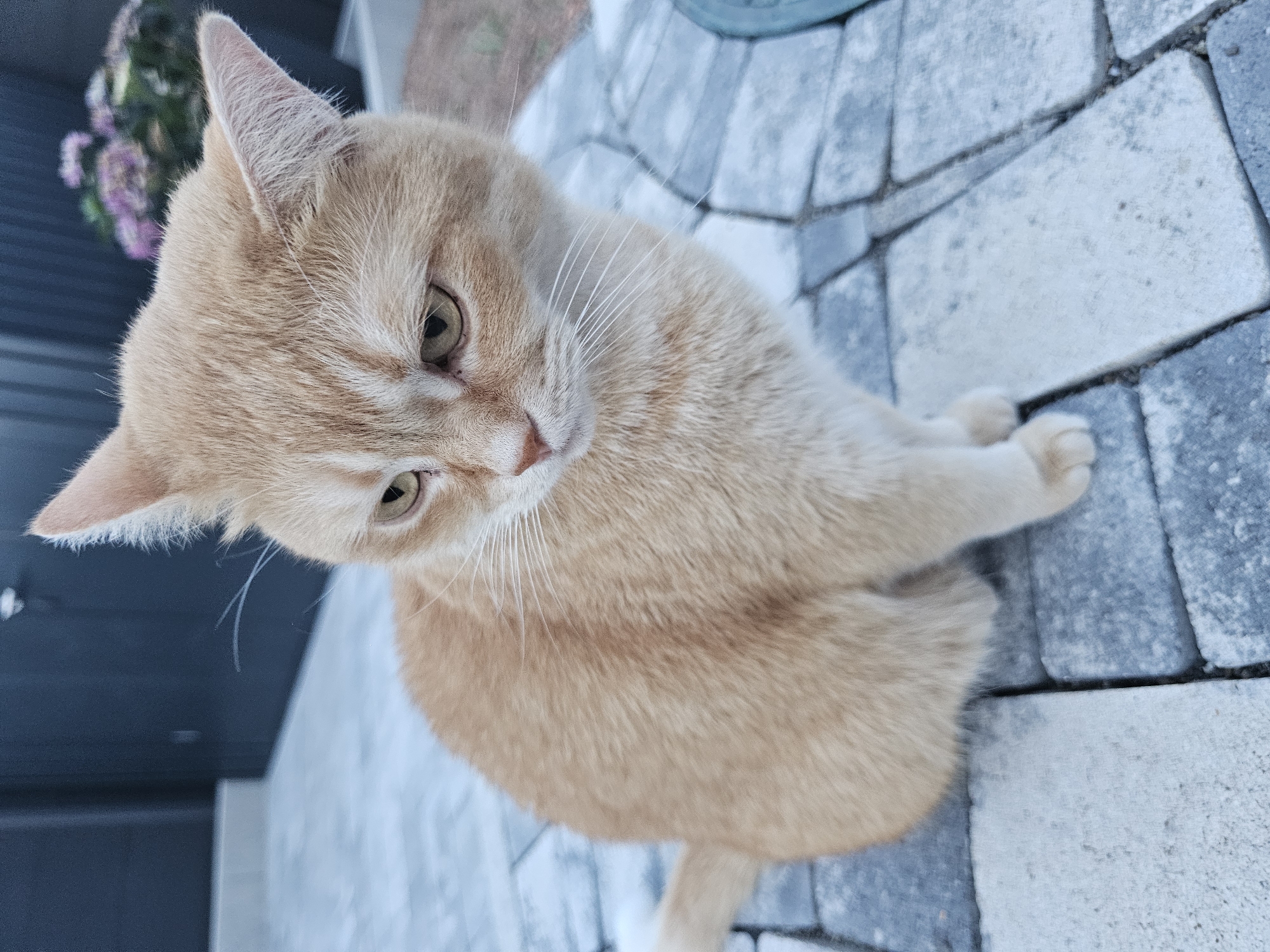 Cats, garden details, and a quiet suburban sunset