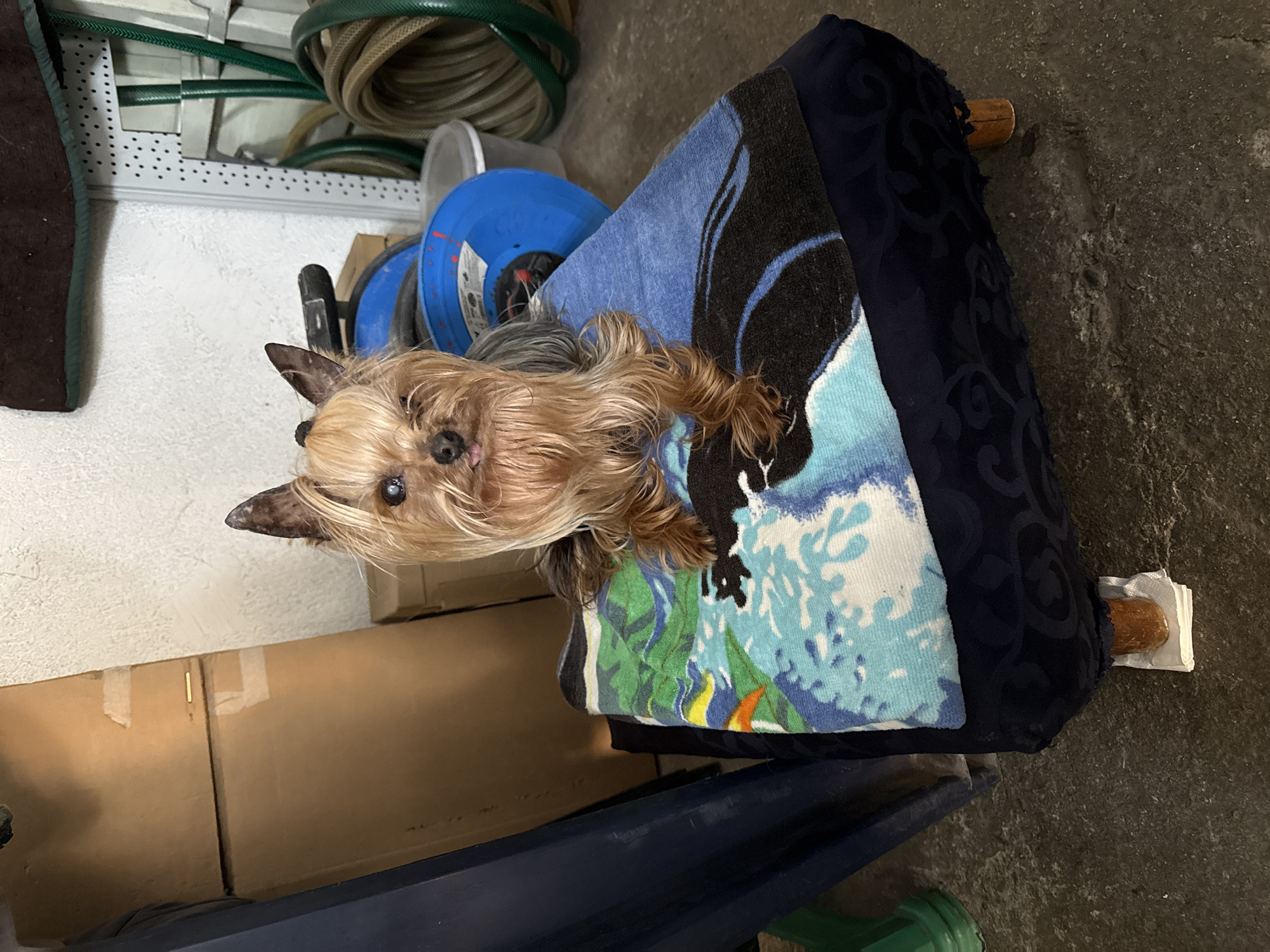 Yorkshire Terrier sits on cushioned stool in Stara Zagora