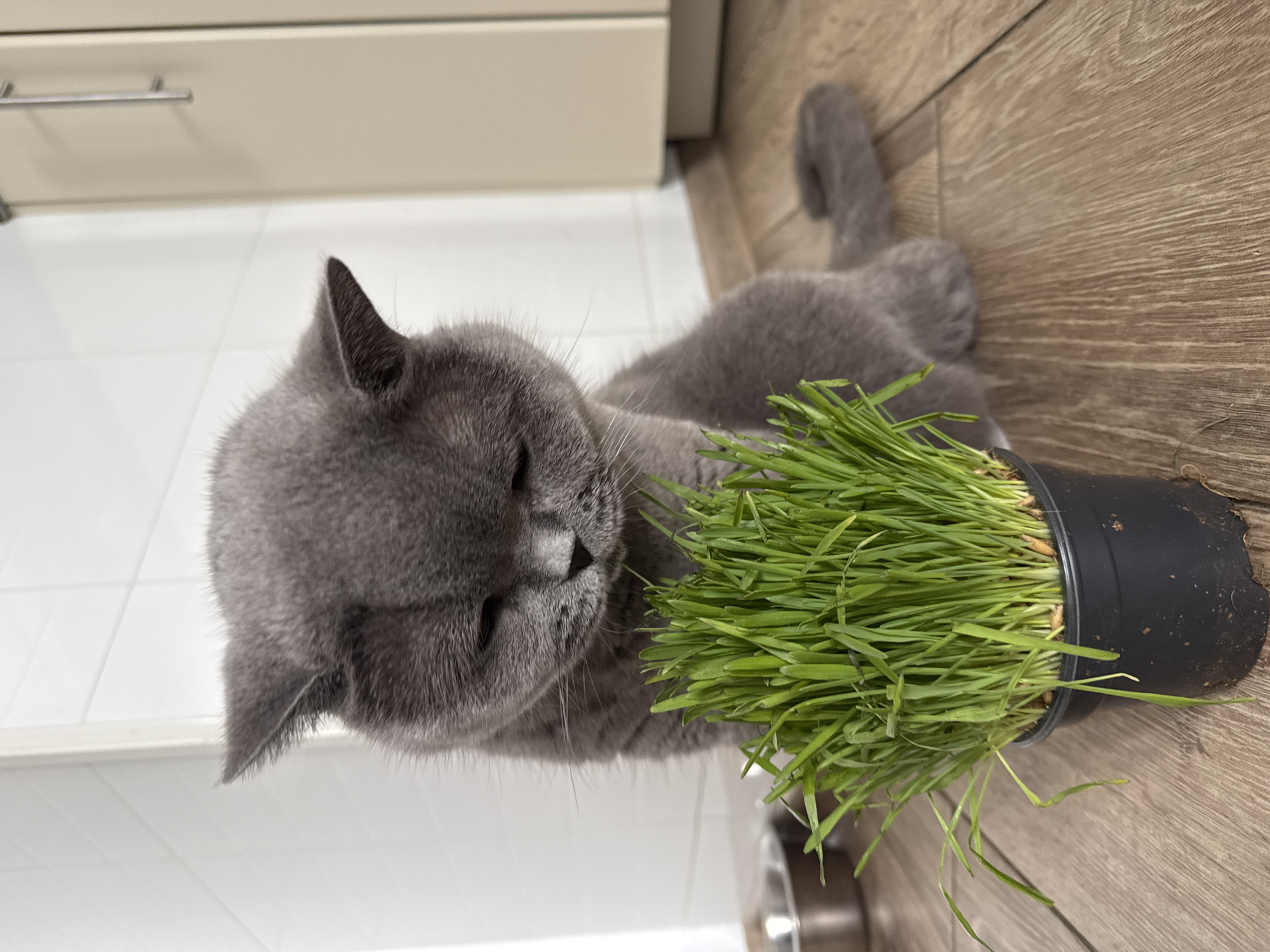 British Shorthair grazes from a pot of cat grass indoors