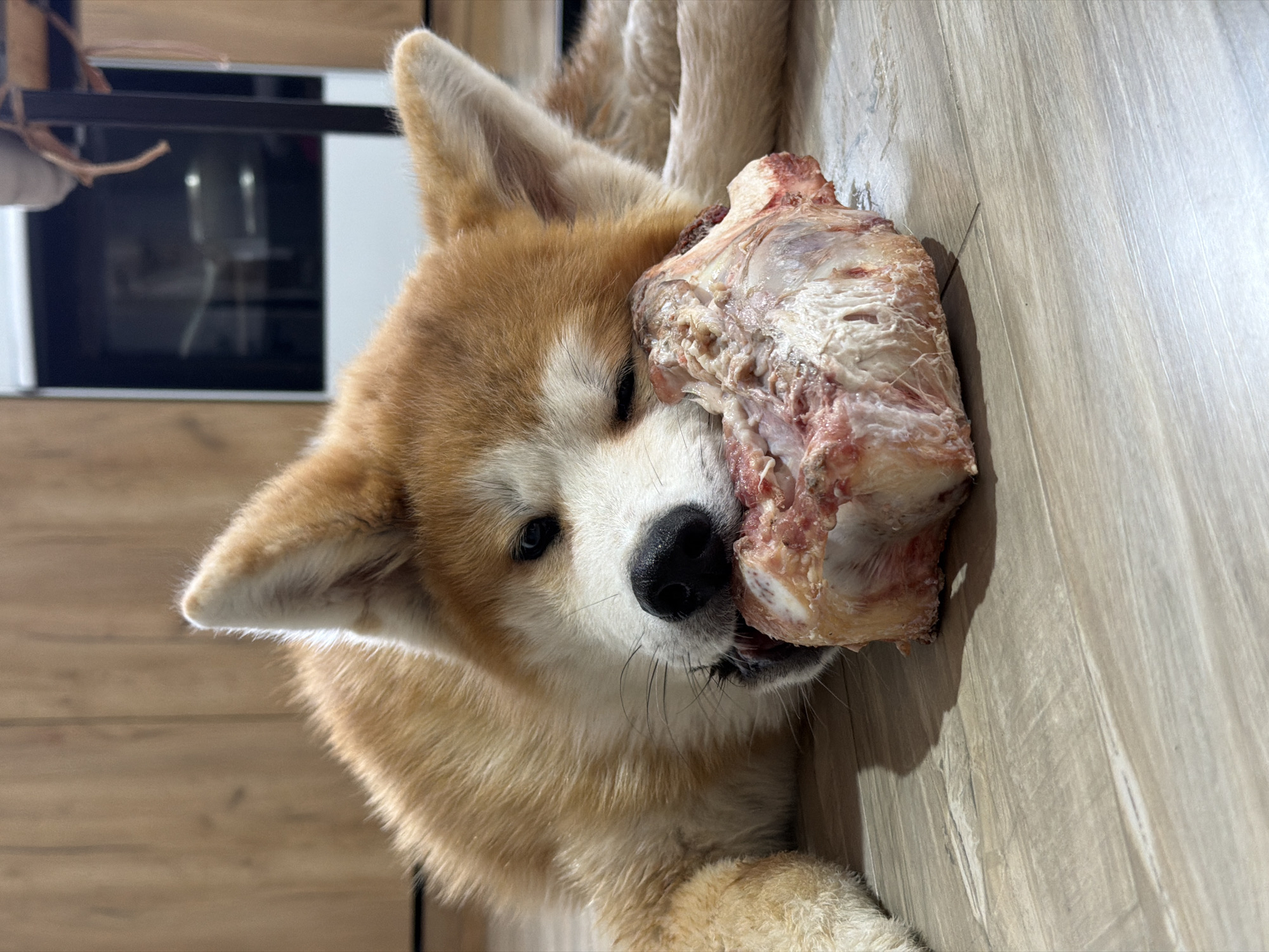 Akita dog enjoys large bone meal in Chaikovsky home