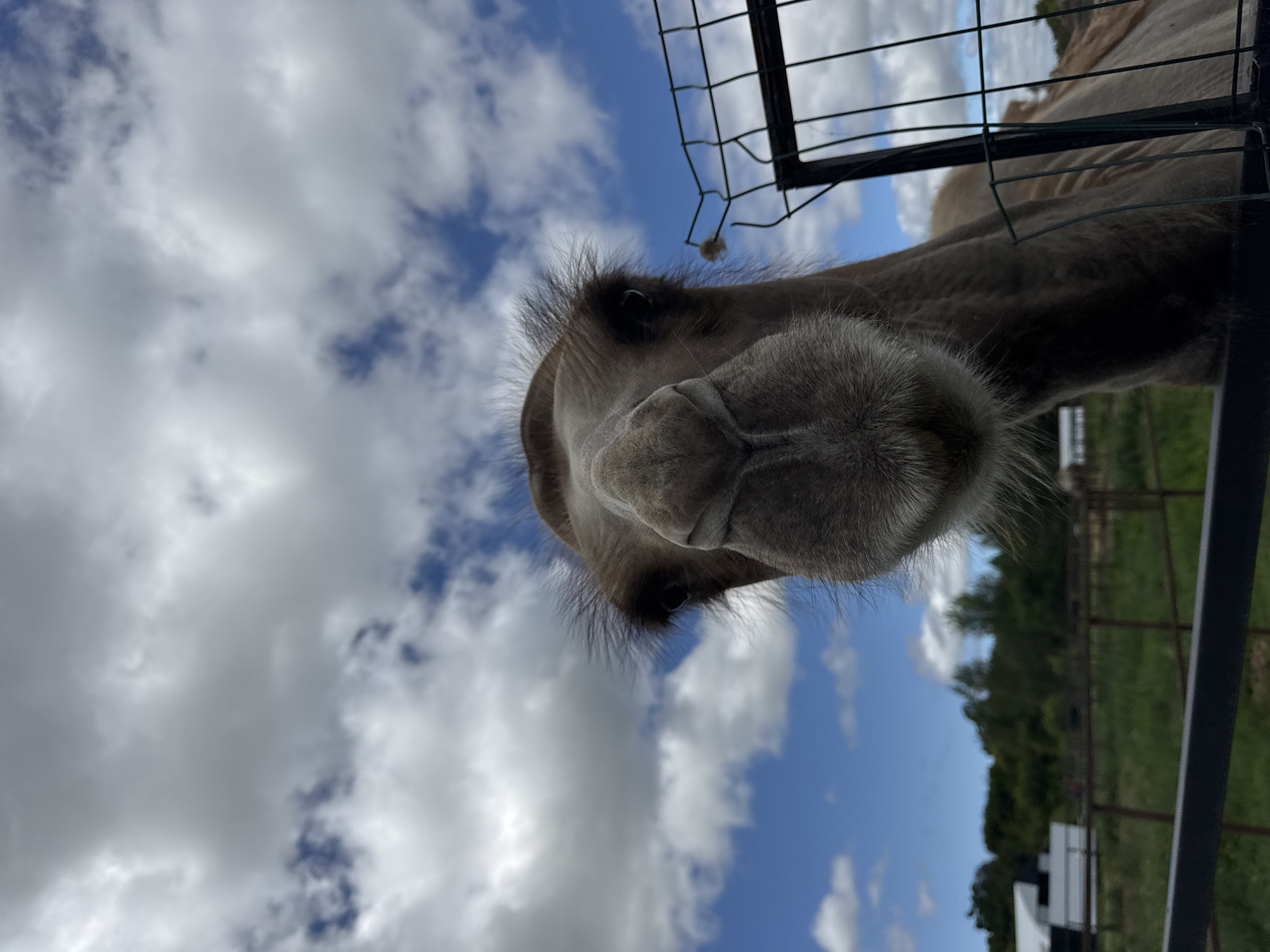 Close-up camel portrait in Tankeevka, Russia
