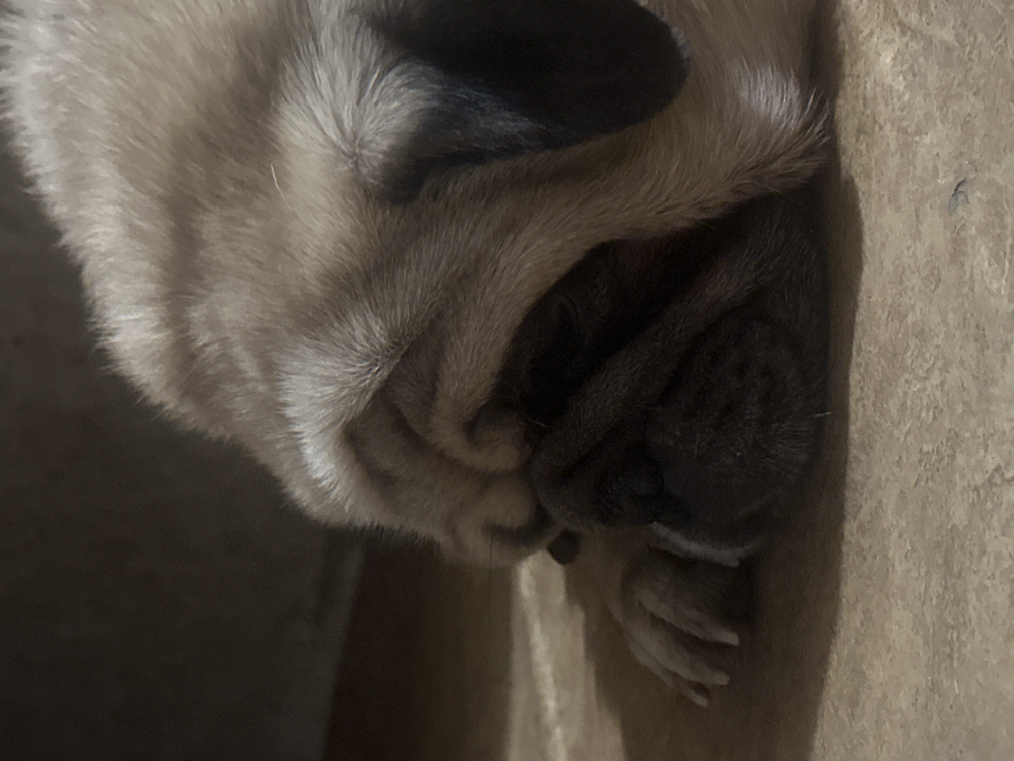 Pugs and a poodle doing very little, very cutely
