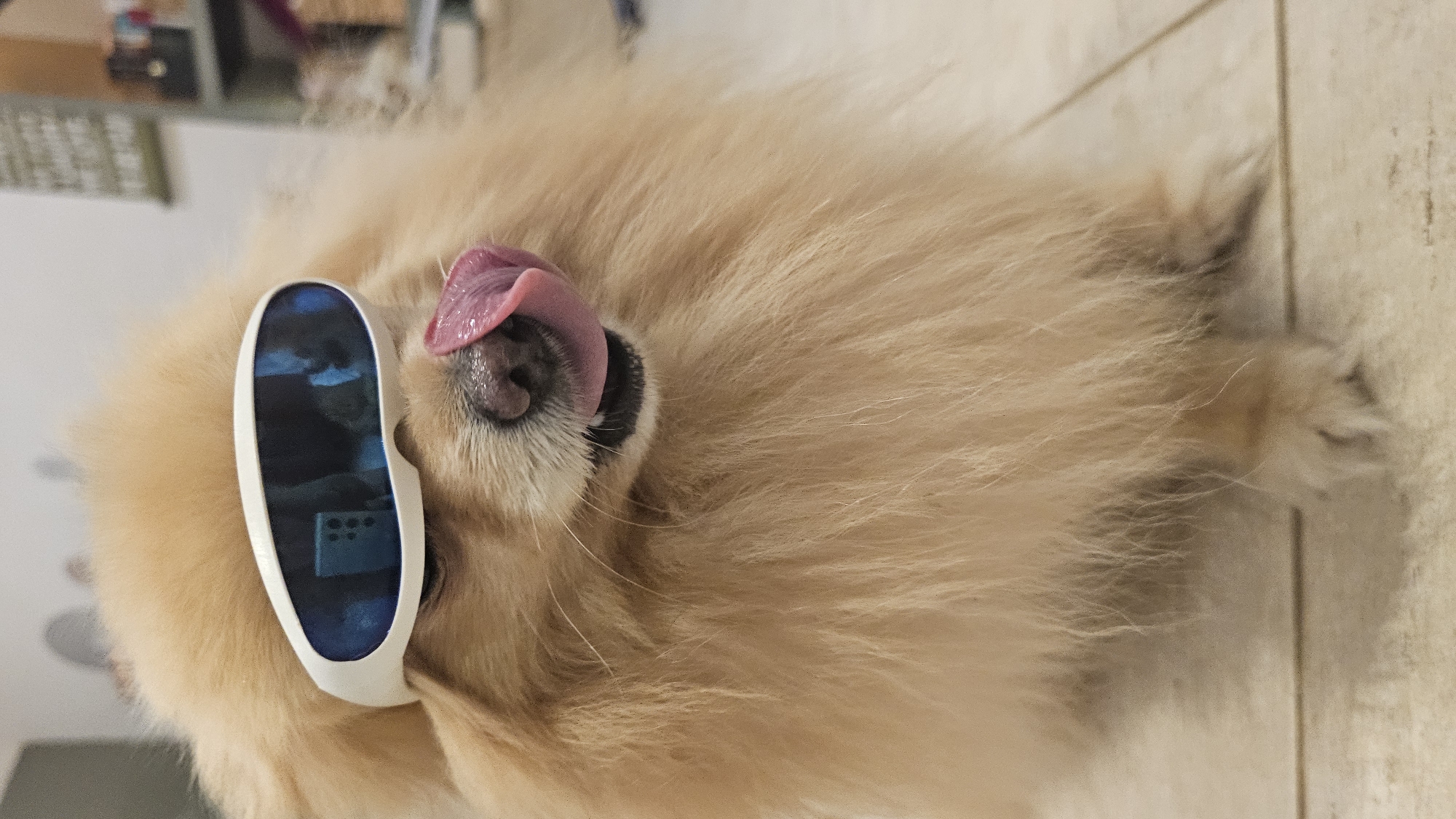 Pomeranian on Ko Samui tries on goggles and toys with props