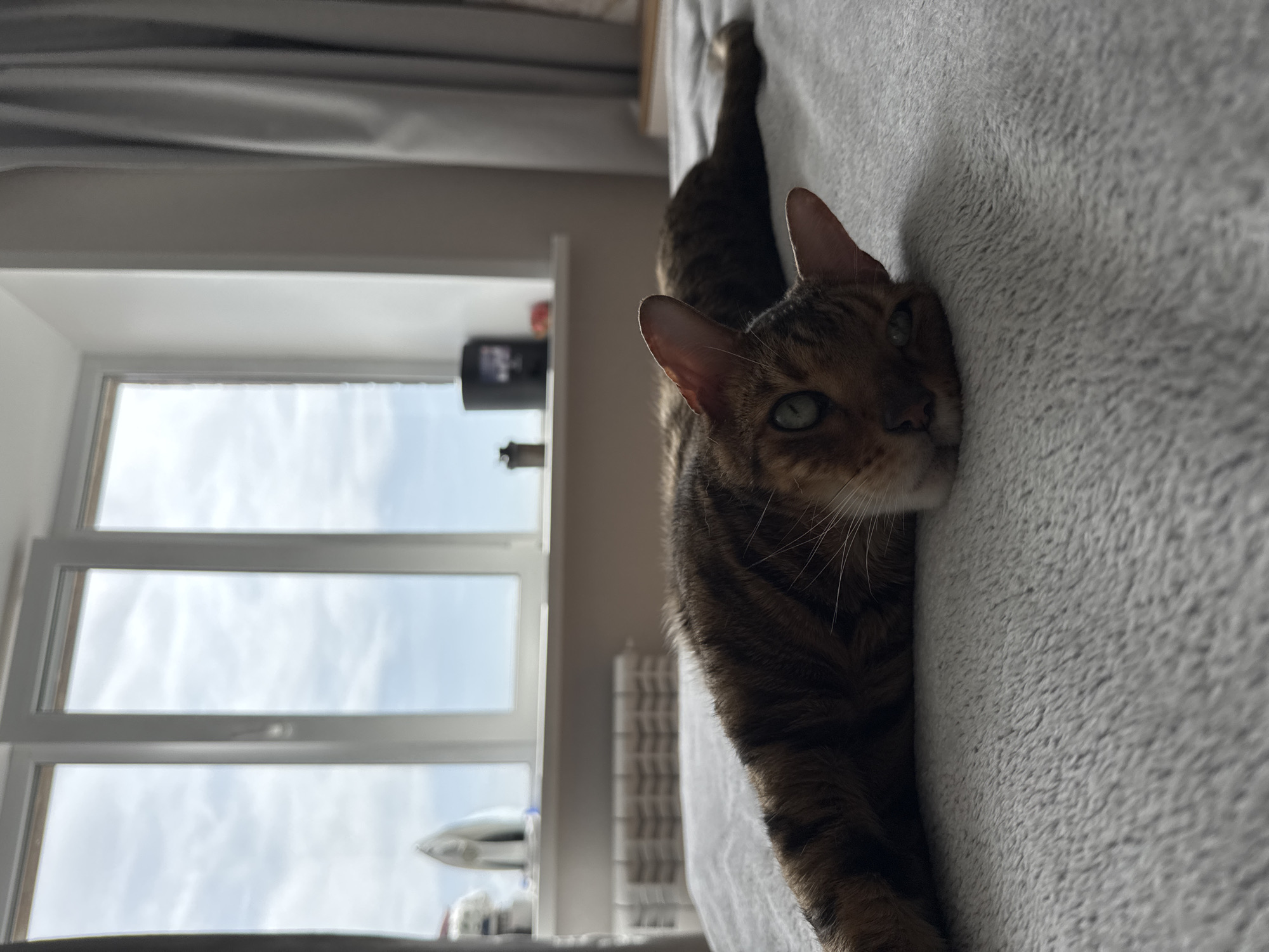 Morning routine: face mask application and cat lounging documented