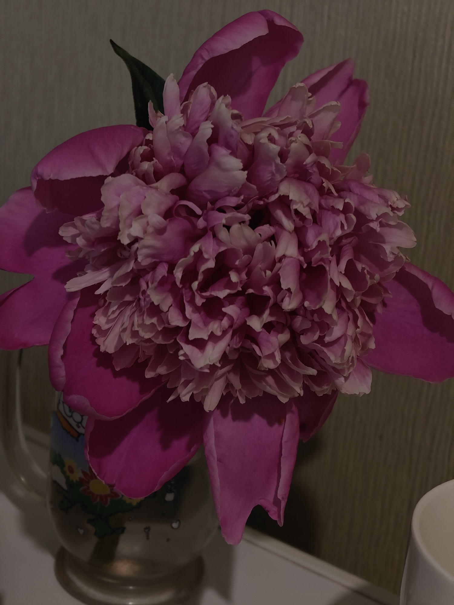 Pink peonies bloom, chinchilla observed in Hadiach, Ukraine