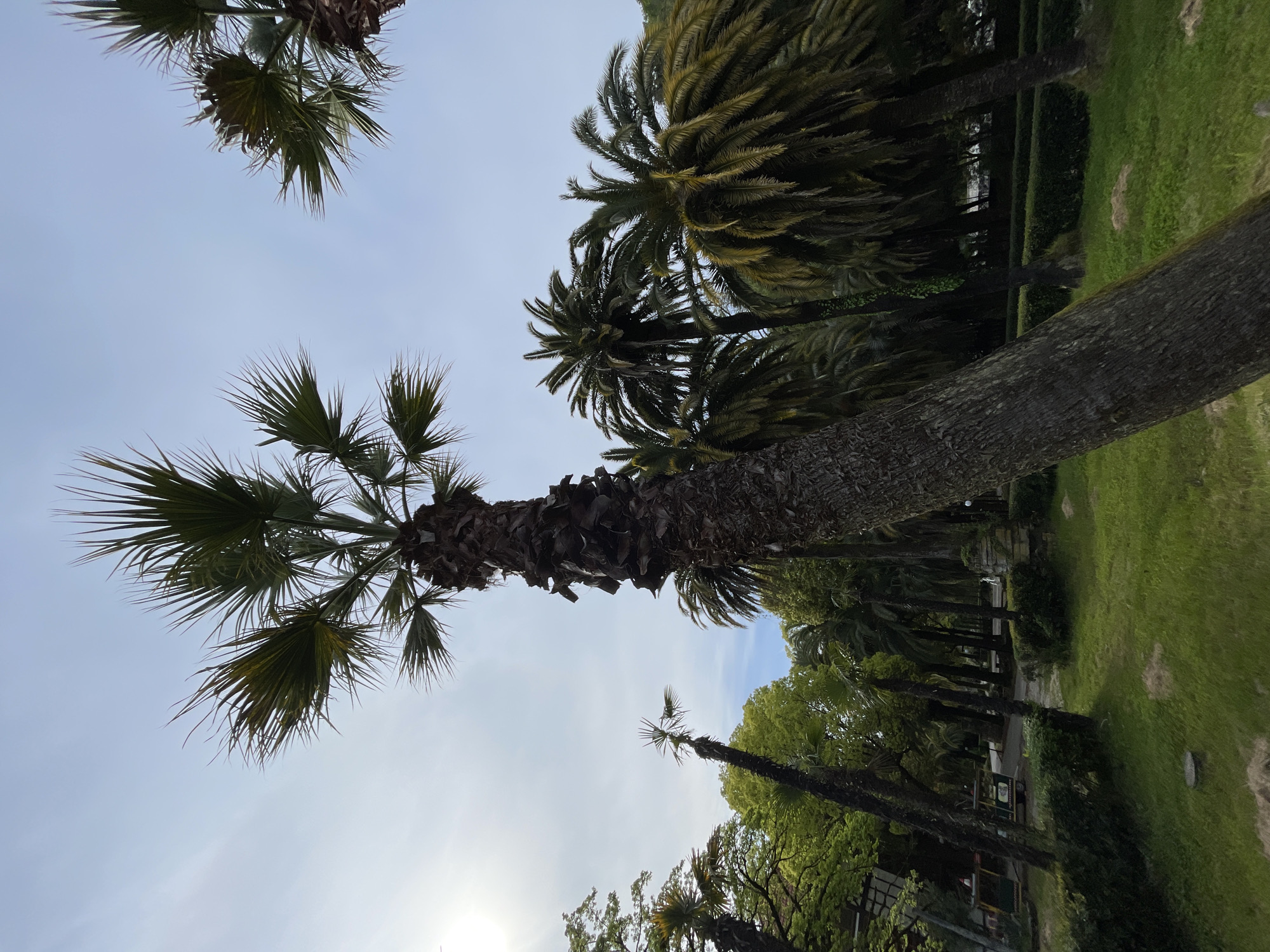 Peaceful park visit captured in subtropical Abaata, Abkhazia
