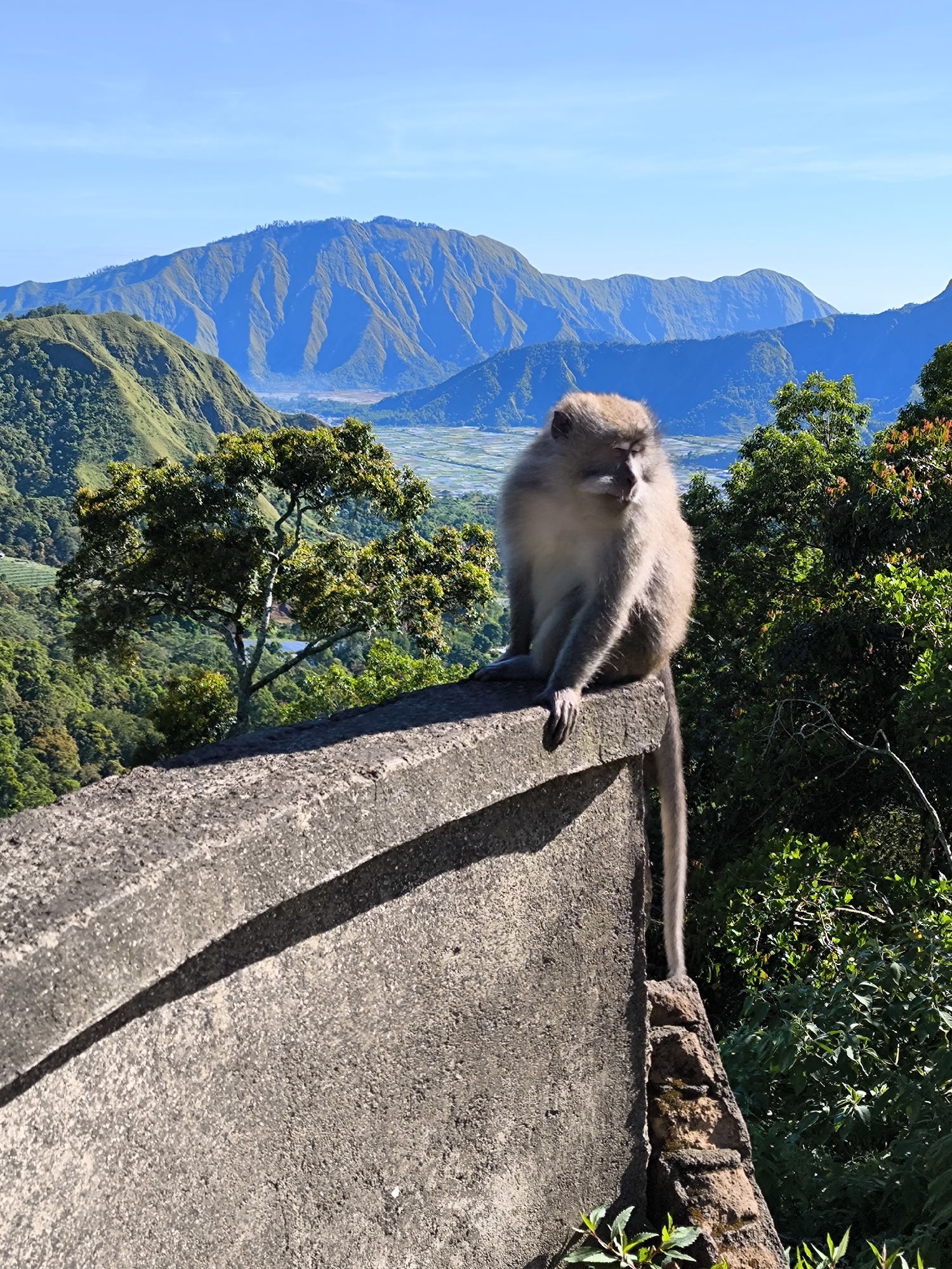 Monkey photographed on wall overlooking Indonesian valley landscape