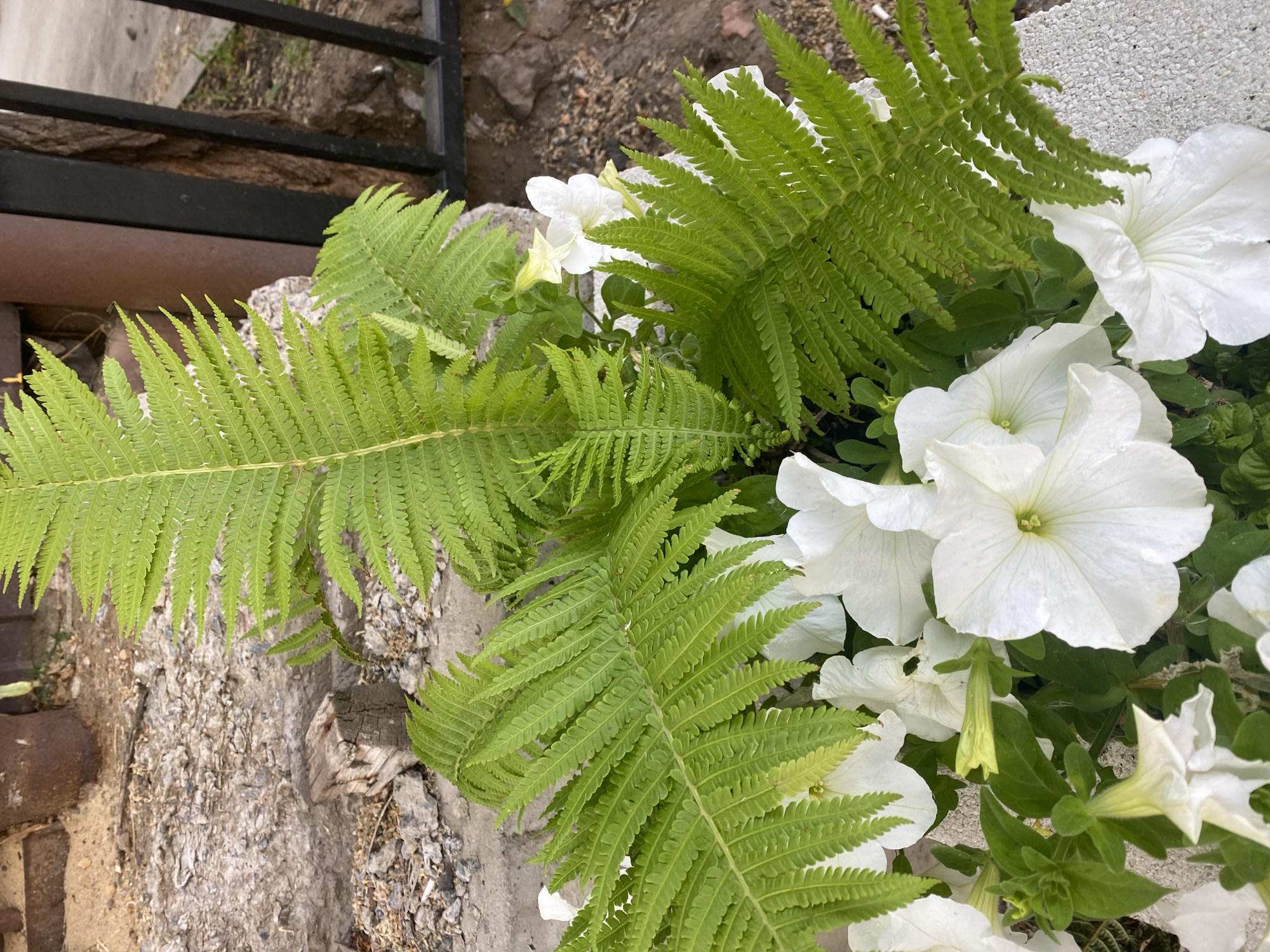 White petunias and ferns in a Voronezh outdoor setting