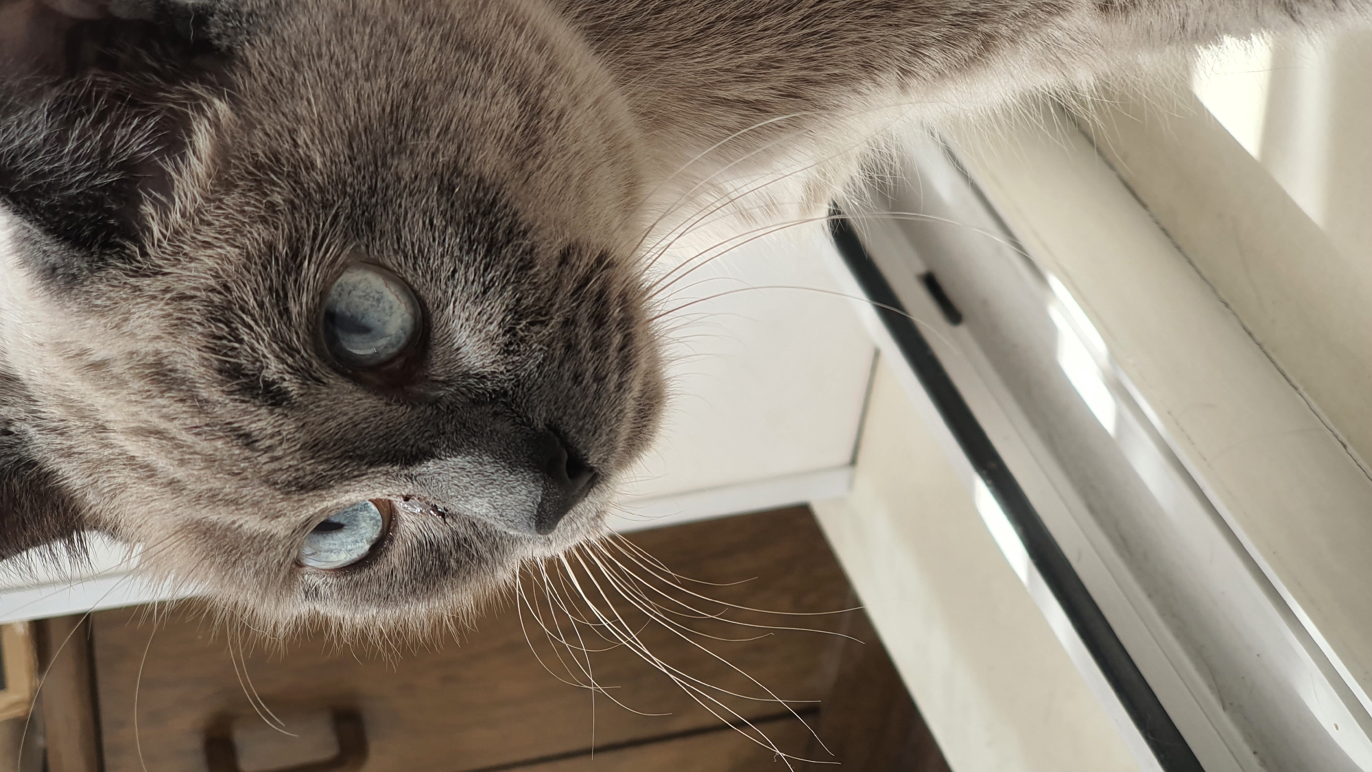 Siamese cat relaxing by a sunlit windowsill in Krasnoyarsk