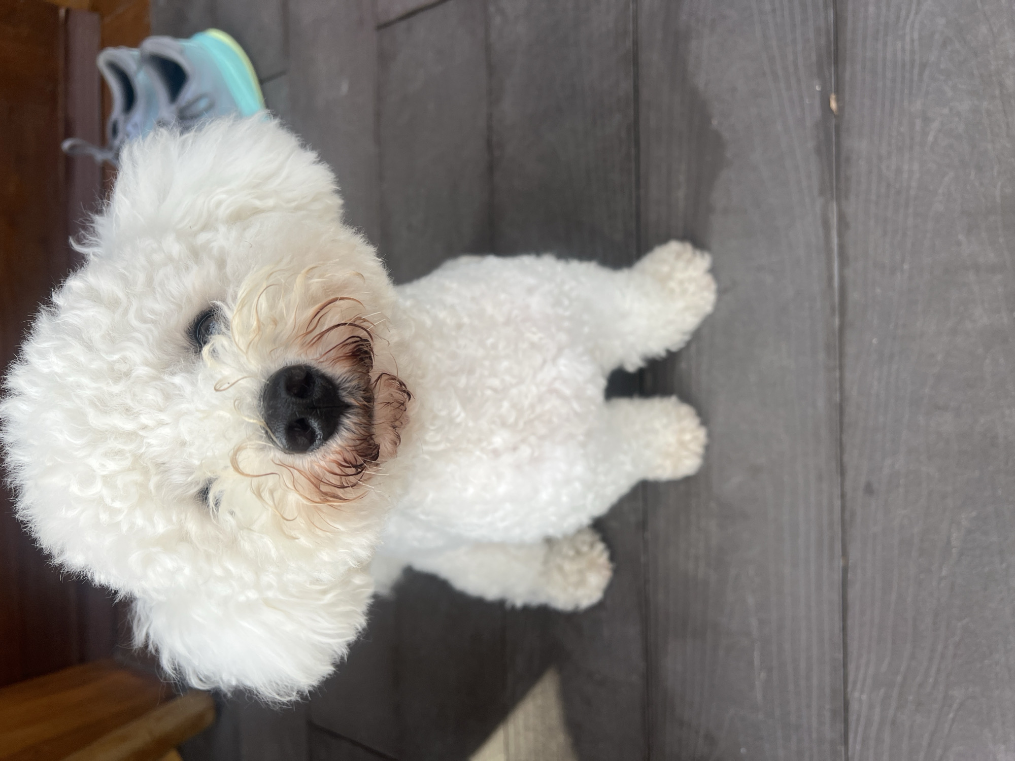 Poolside downtime with a Bichon Frise in Kediri