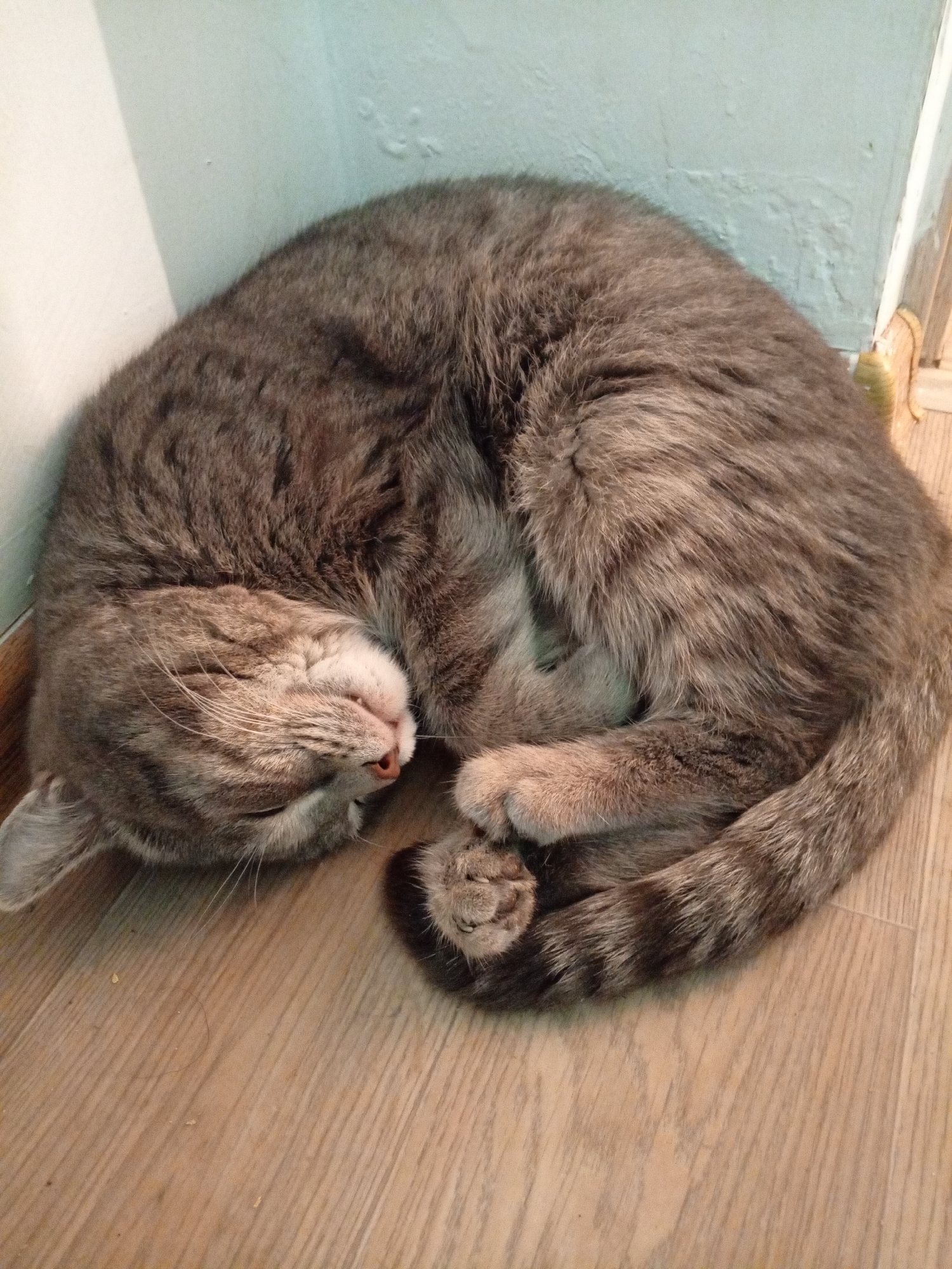 Tabby cat and budgies at home in Atyrau