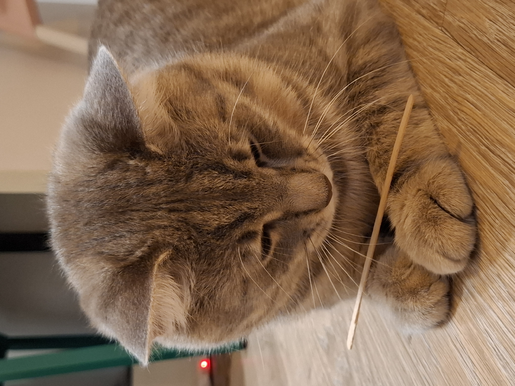 Gray tabby cat plays and lounges around a Zemun apartment