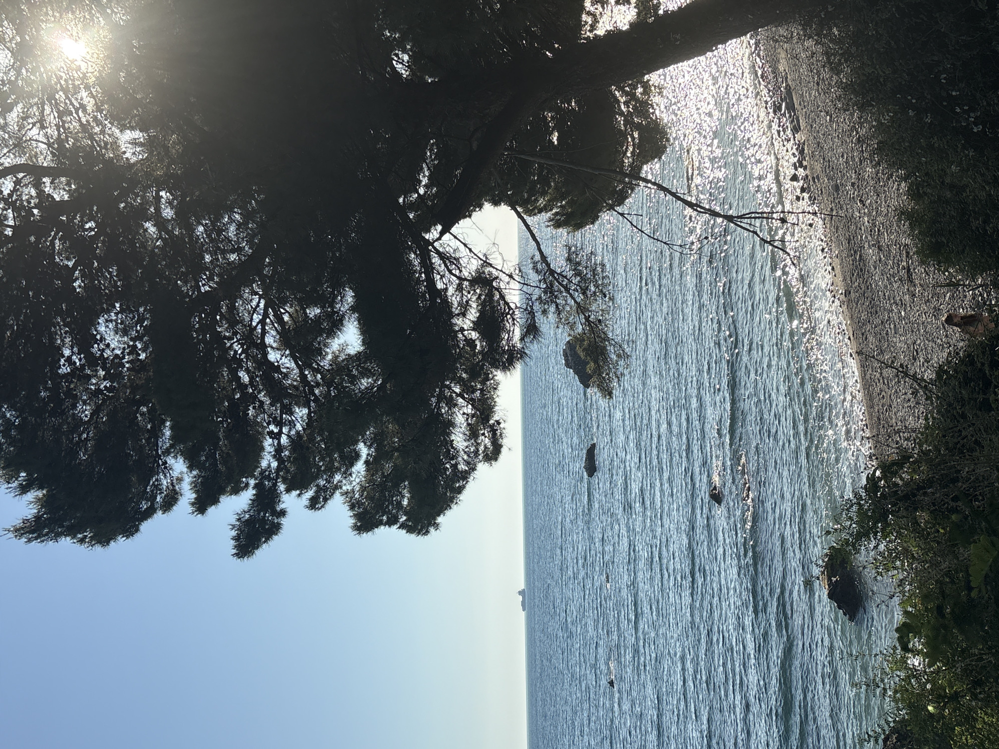 Coastal views recorded through trees along Montenegro's Adriatic shore