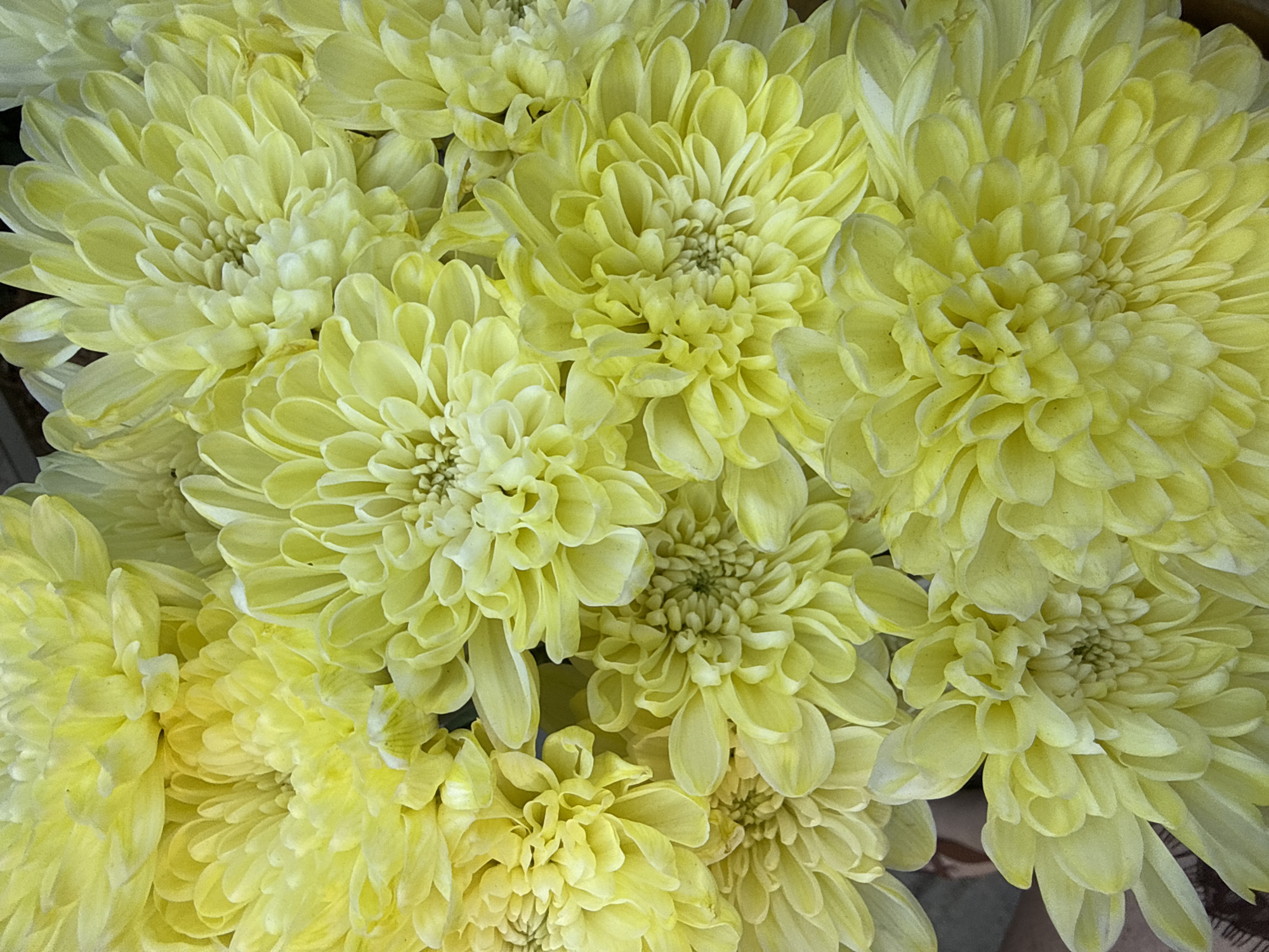 Afternoon out with a yellow chrysanthemum bouquet