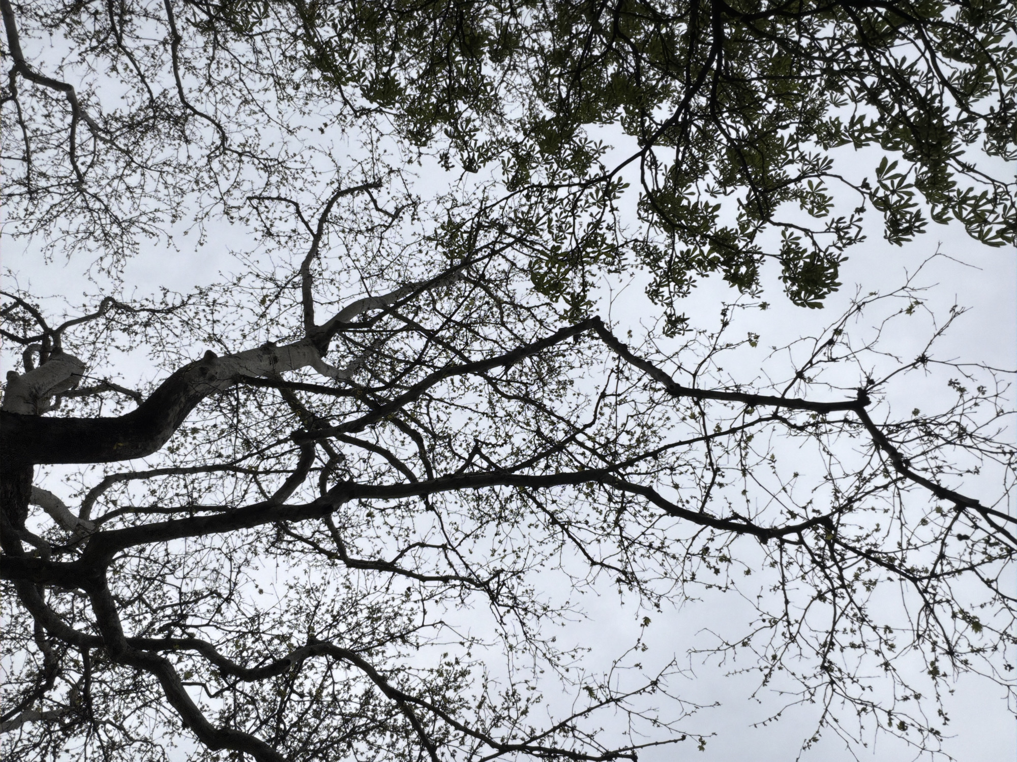 Spring day walk through Plovdiv parks captures flowers, trees, cat