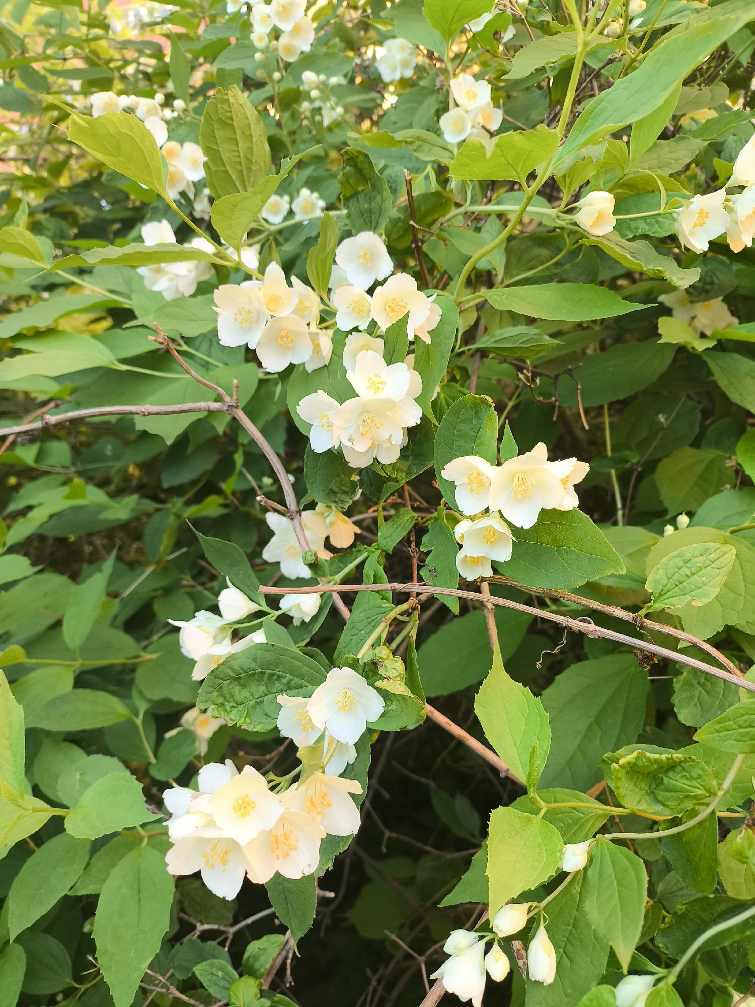 Evening garden walk documents blooming flowers and park features