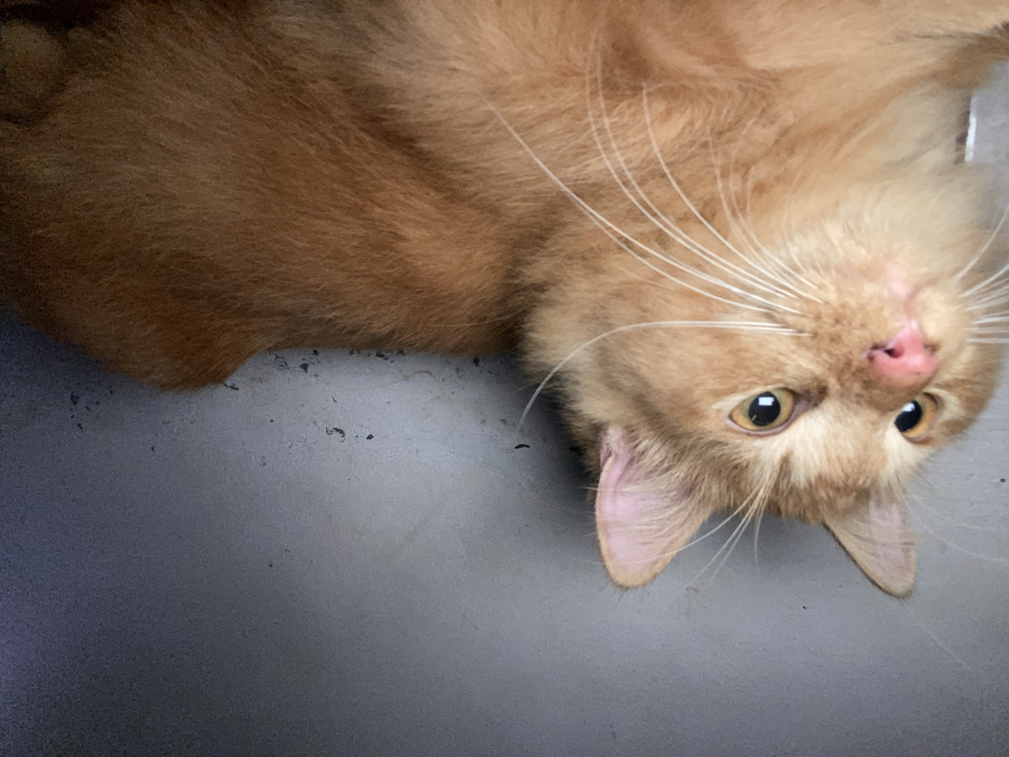 A lazy cat and late-night traffic in Depok