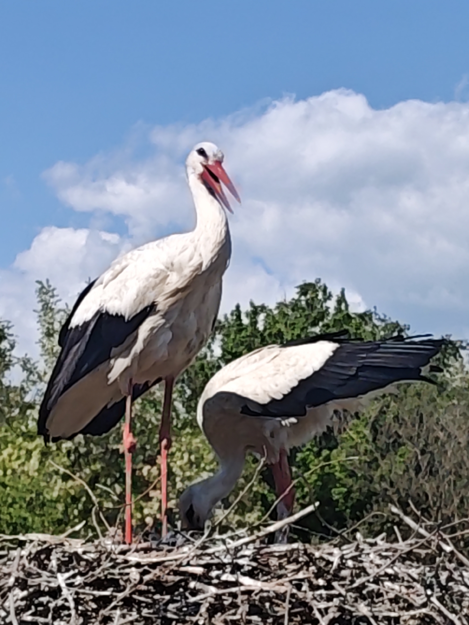 White storks observed nesting behavior in elevated stick nest