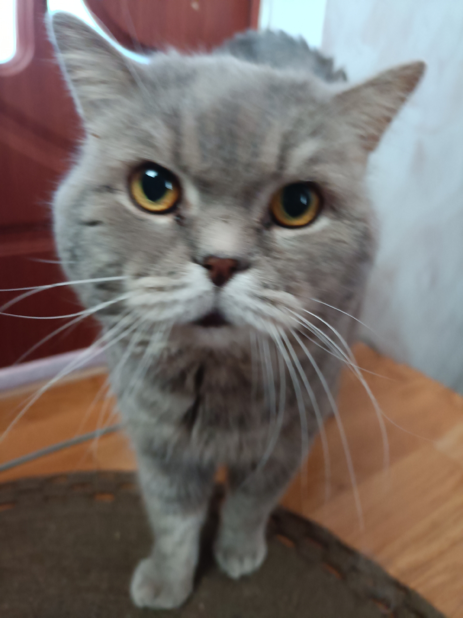 Grey British Shorthair relaxing around a Bataysk home