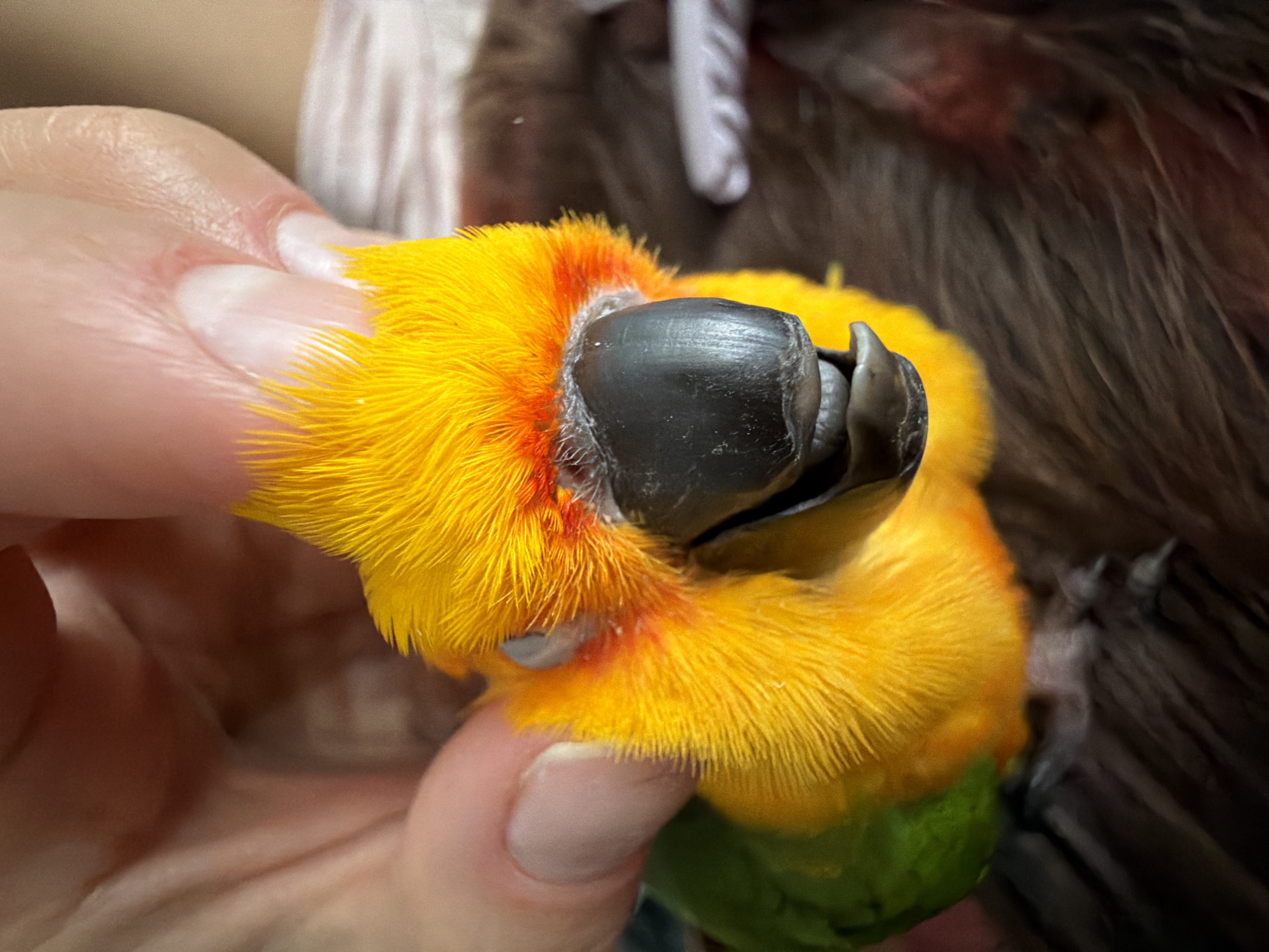 Pet parrot moments and bus rides in Khimki
