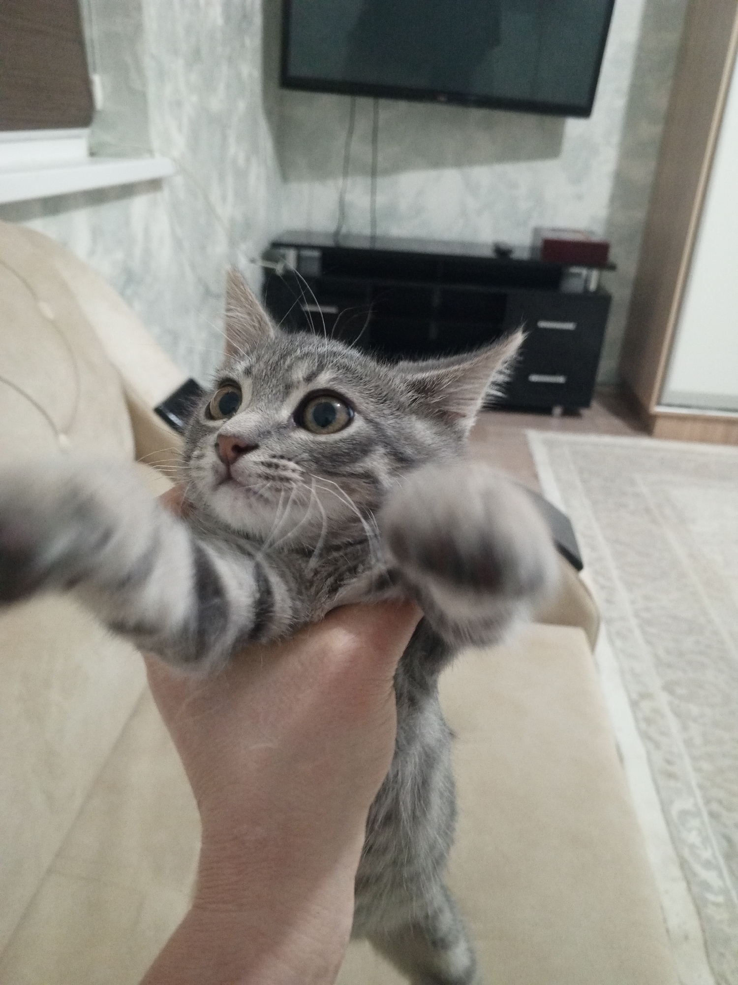 Gray tabby kitten plays and bites at a hand on a bed